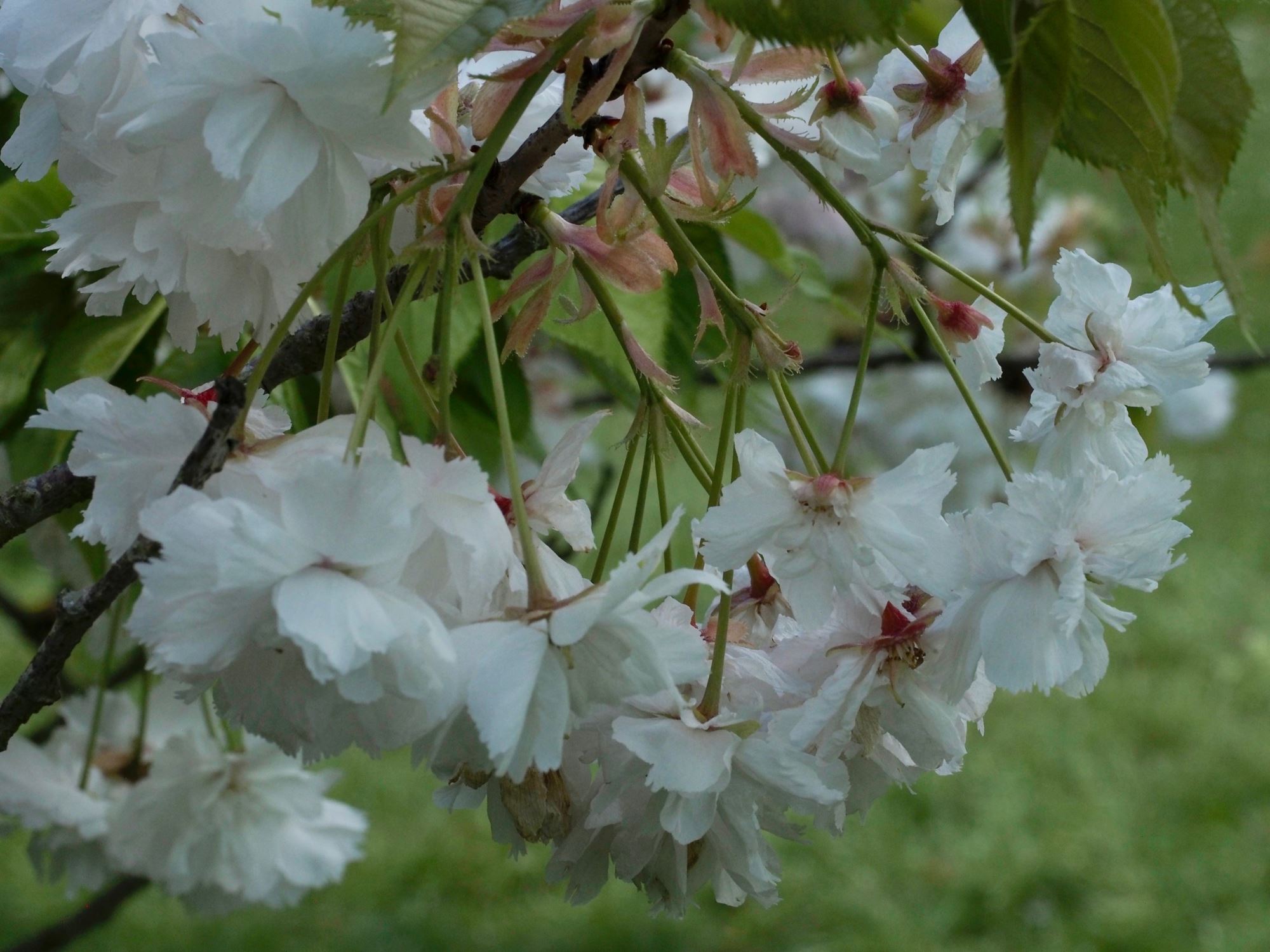 Image of Prunus 'Shogetsu'