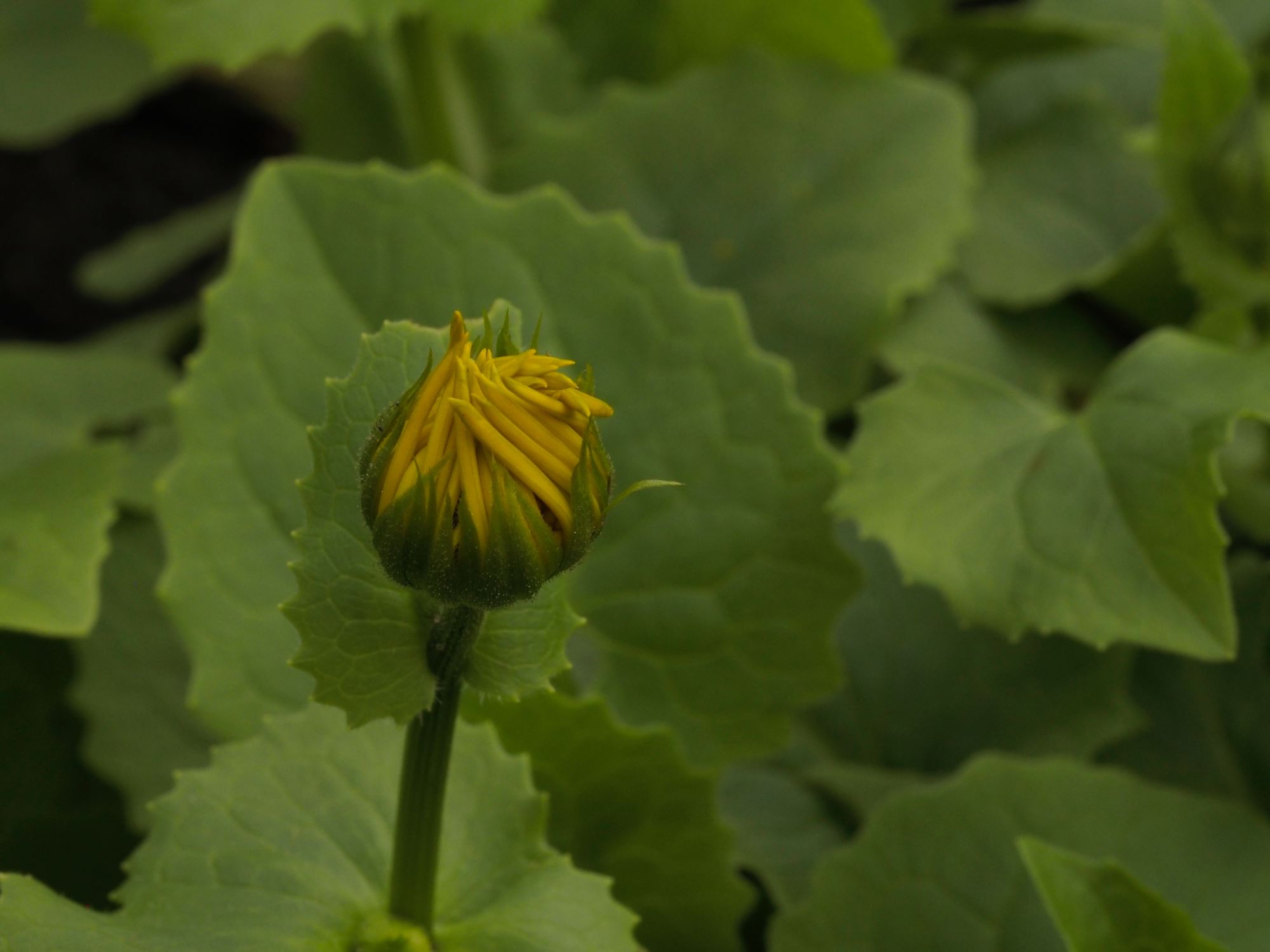Image of Doronicum Ã— willdenowii