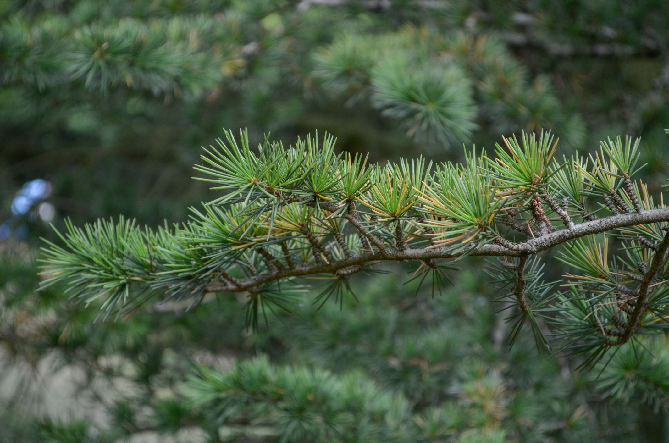 Image of Cedrus libani