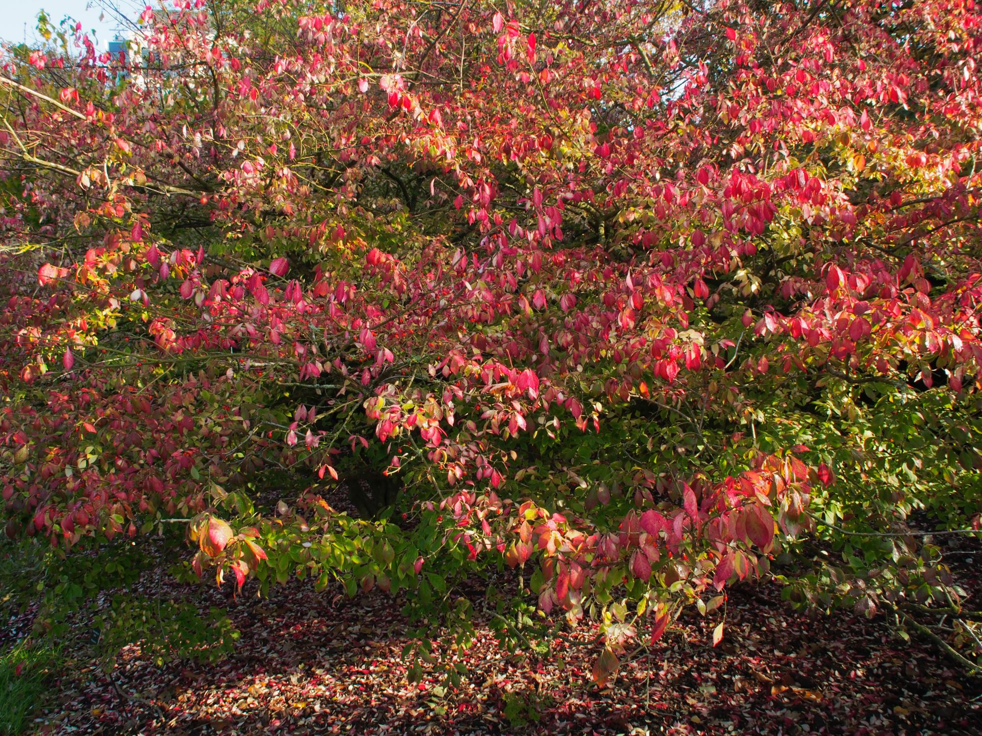Image of Euonymus alatus var. apterus