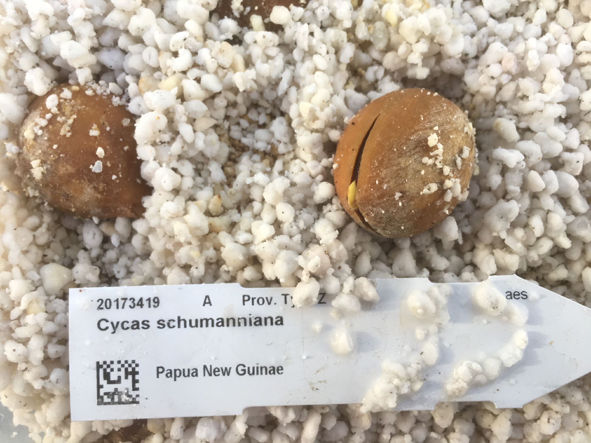 Image of Cycas schumanniana