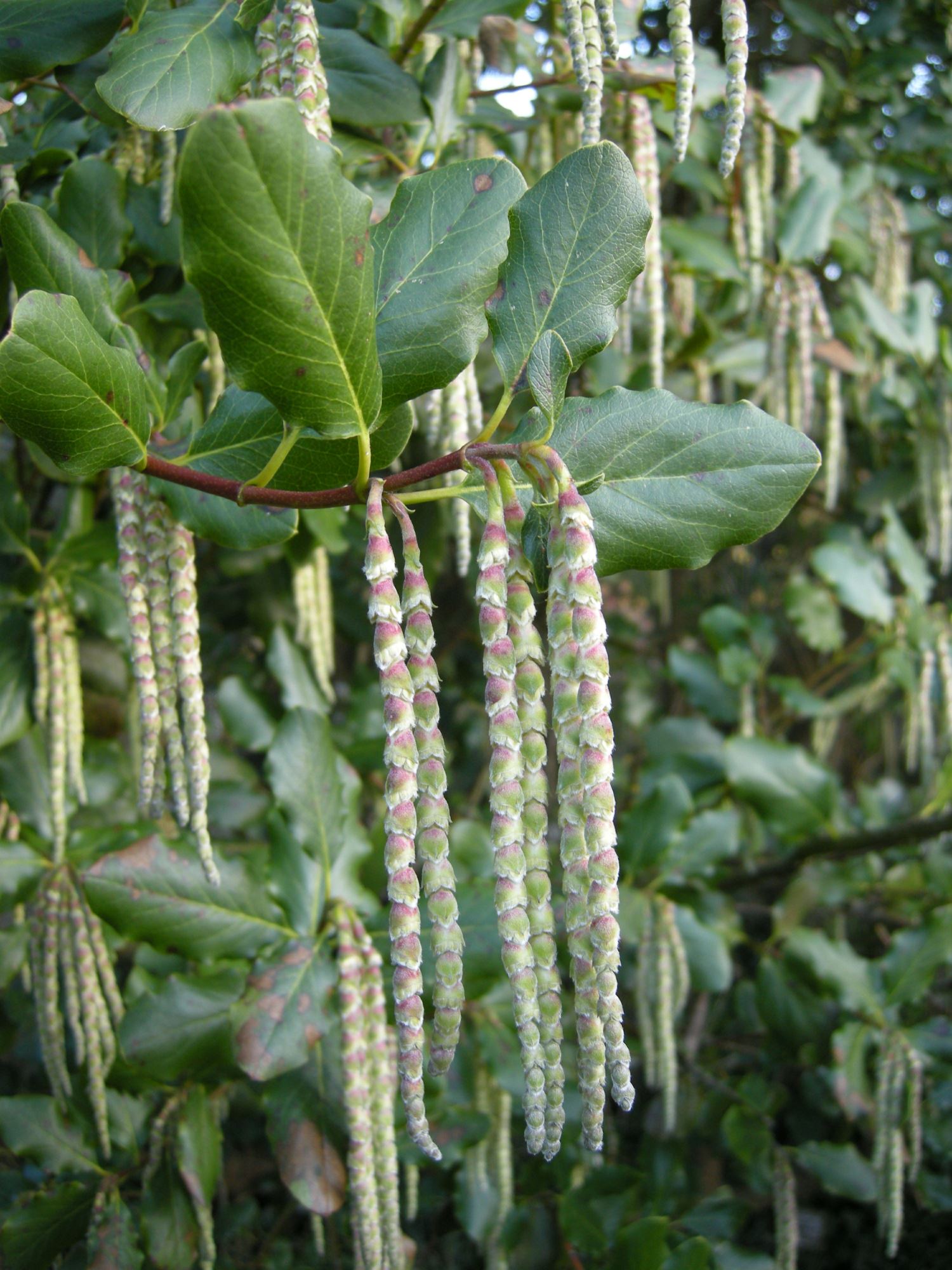 Image of Garrya Ã— issaquahensis