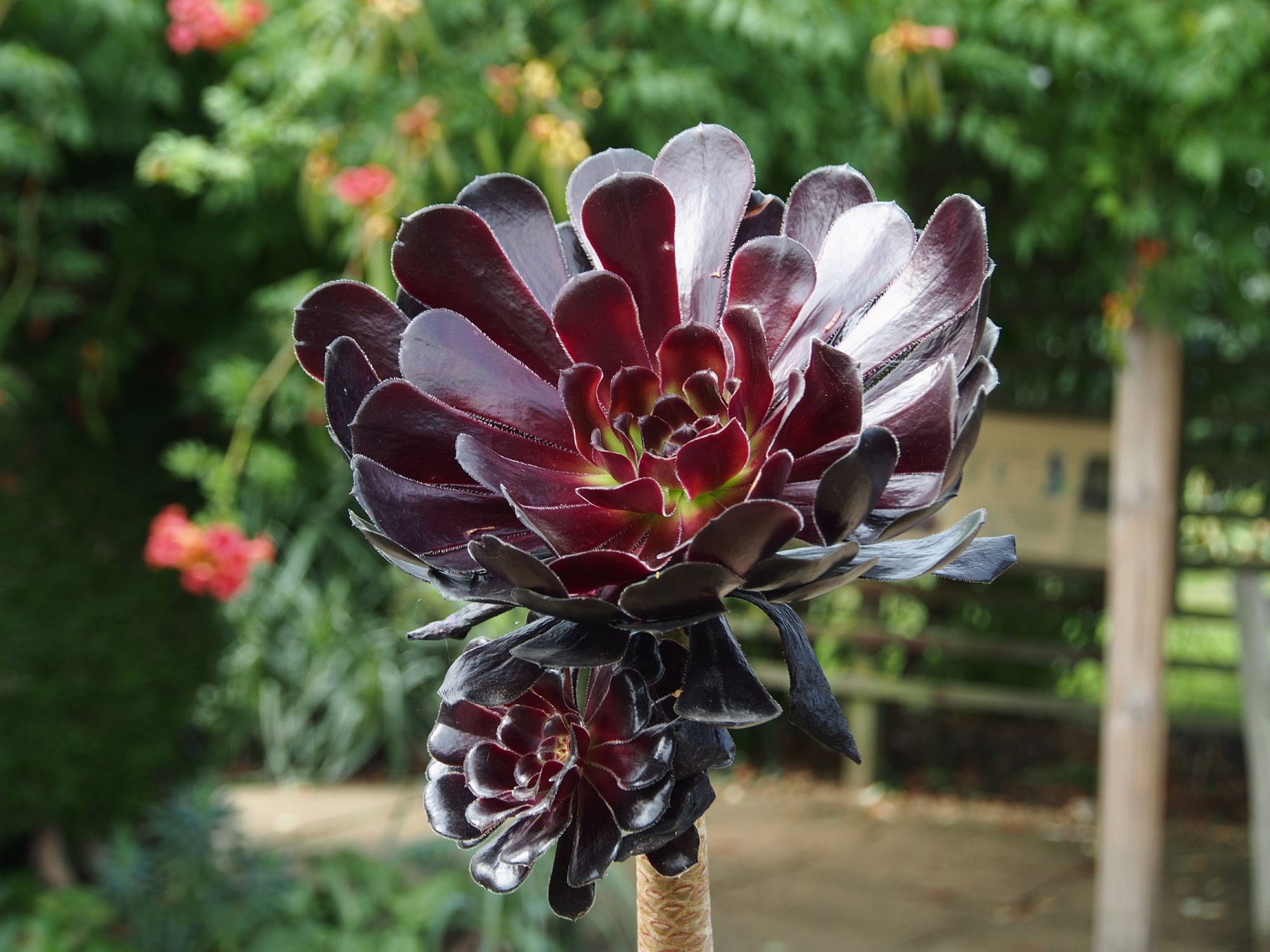 Image of Aeonium 'Zwartkop'