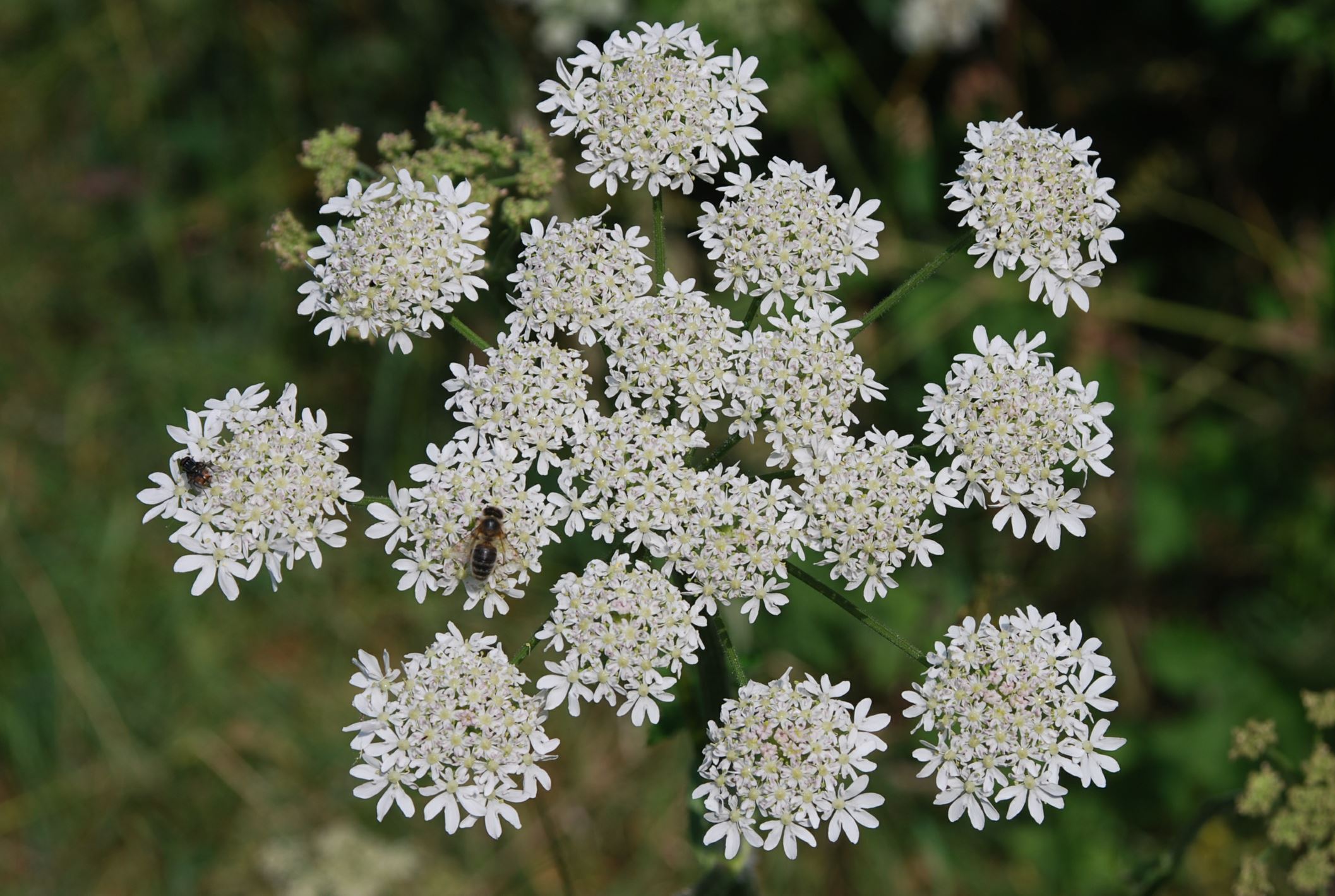 Image of Heracleum sphondylium