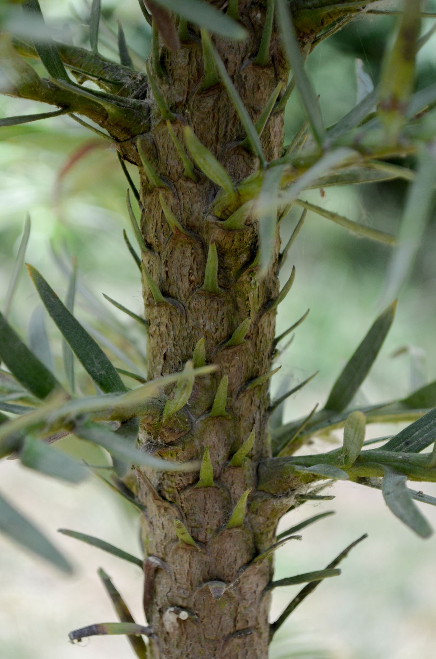 Image of Wollemia nobilis