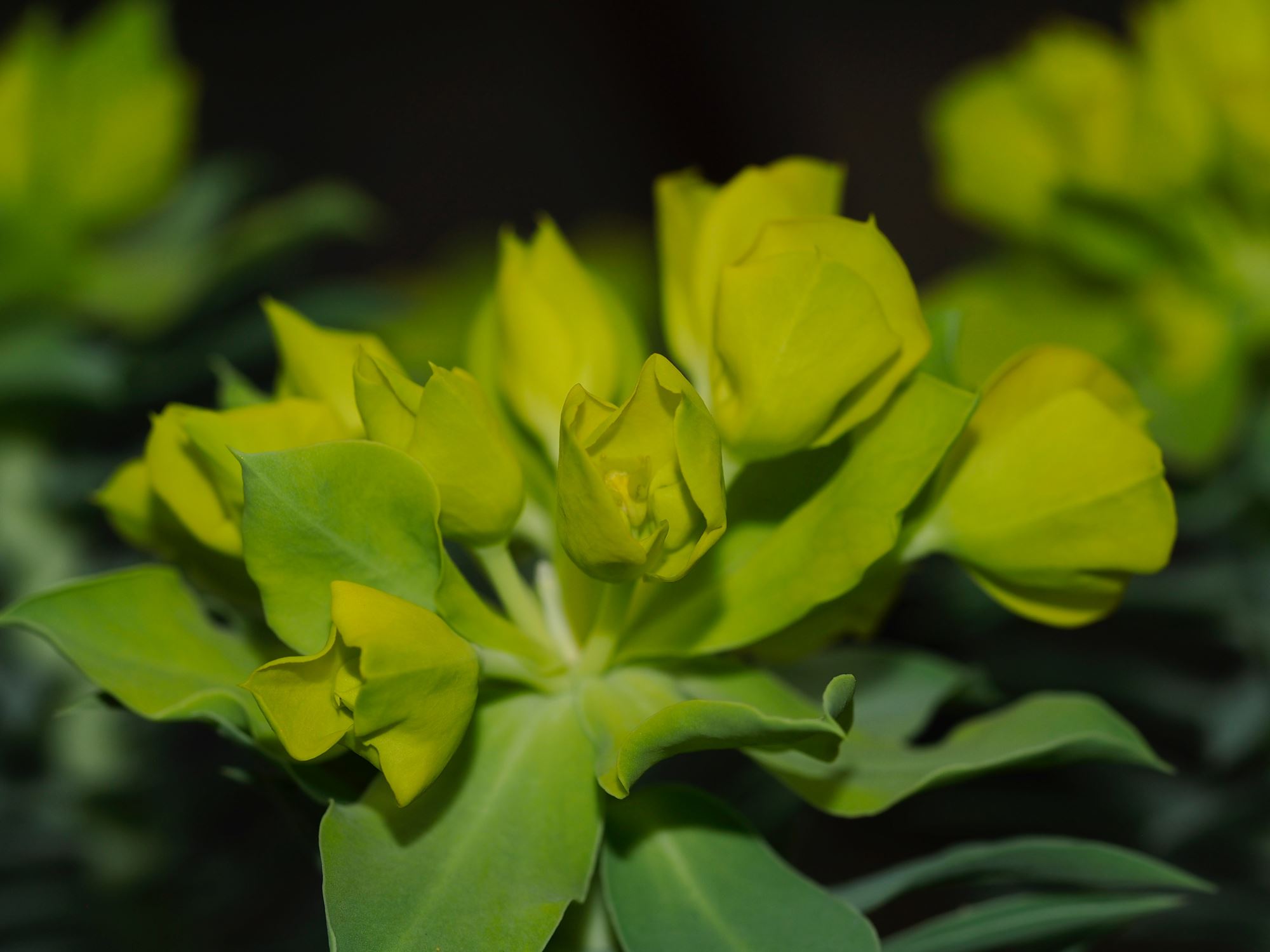 Image of Euphorbia rigida