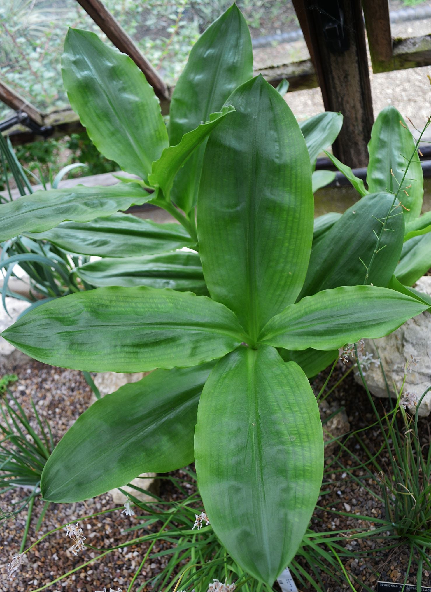 Image of Scadoxus puniceus