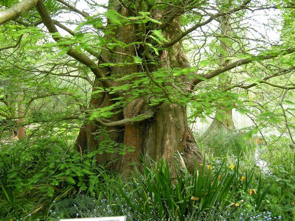 Image of Metasequoia glyptostroboides