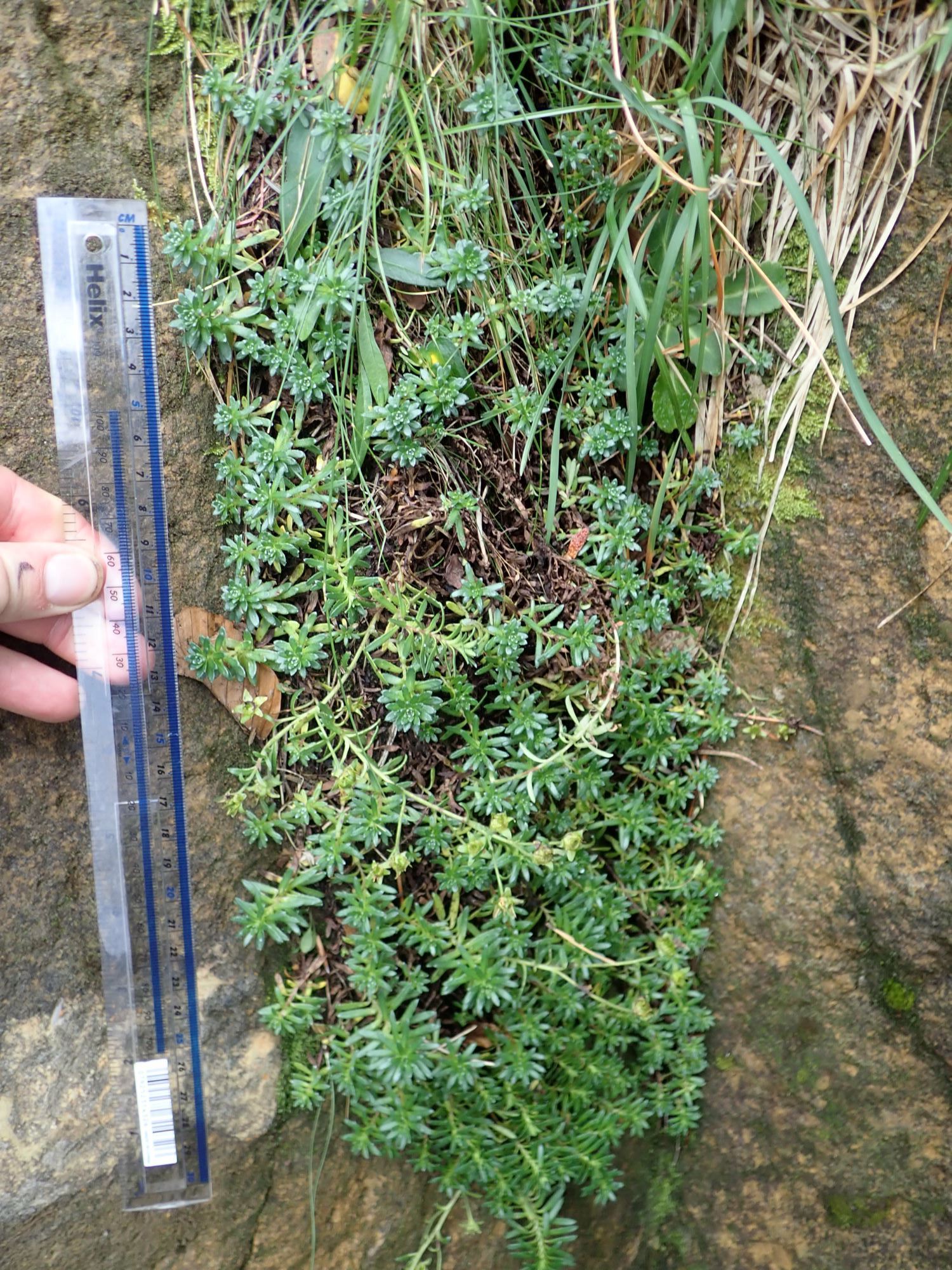 Image of Saxifraga aizoides