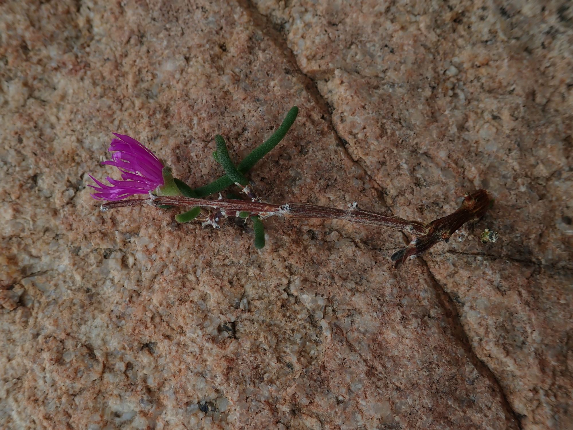 Image of Drosanthemum inornatum
