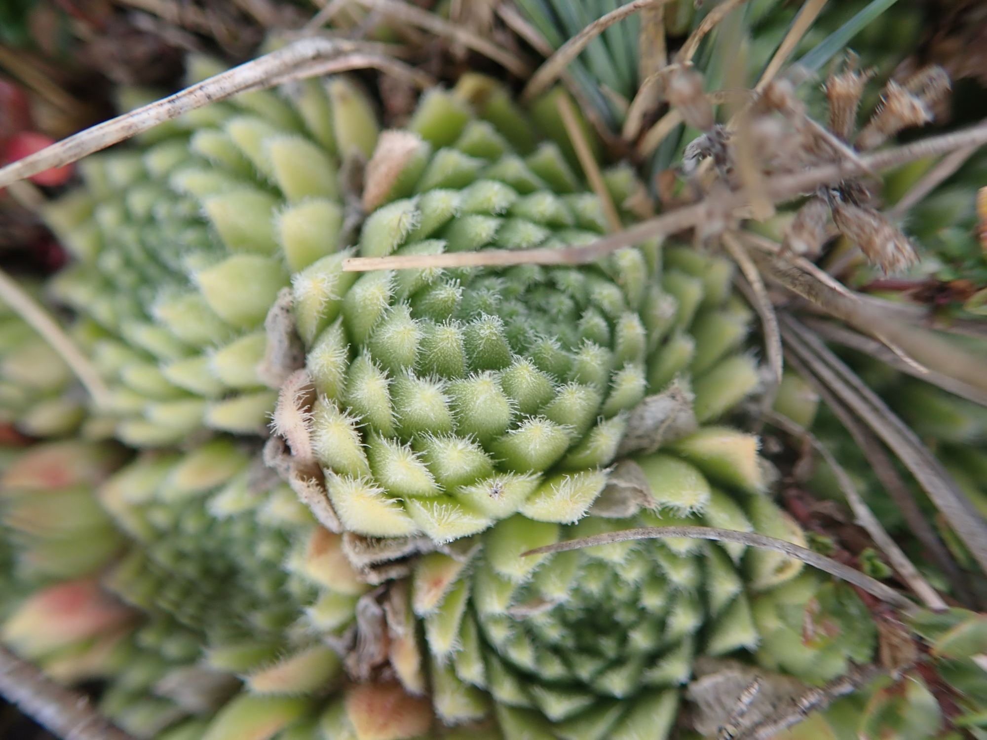 Image of Sempervivum montanum