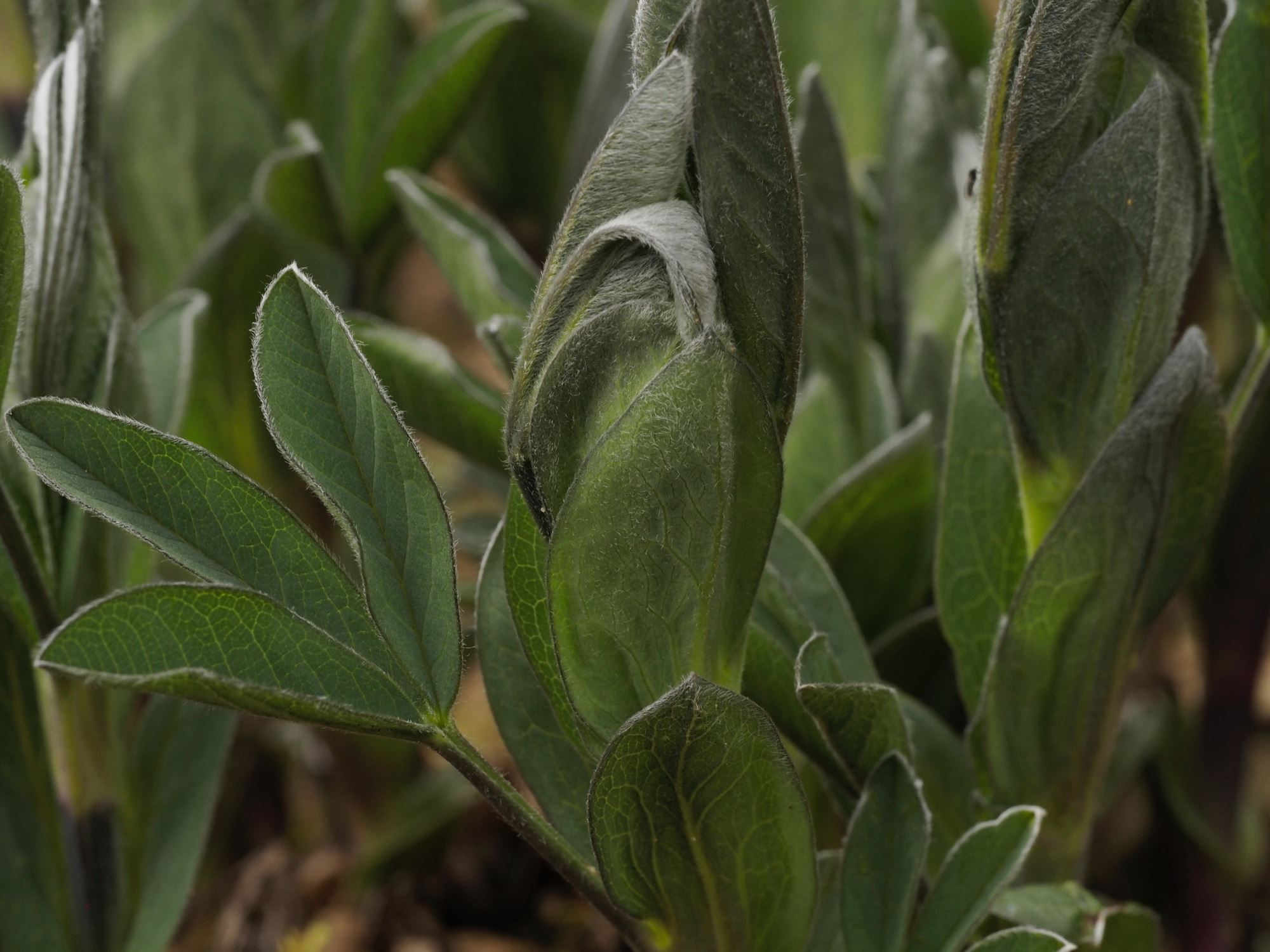 Image of Thermopsis montana