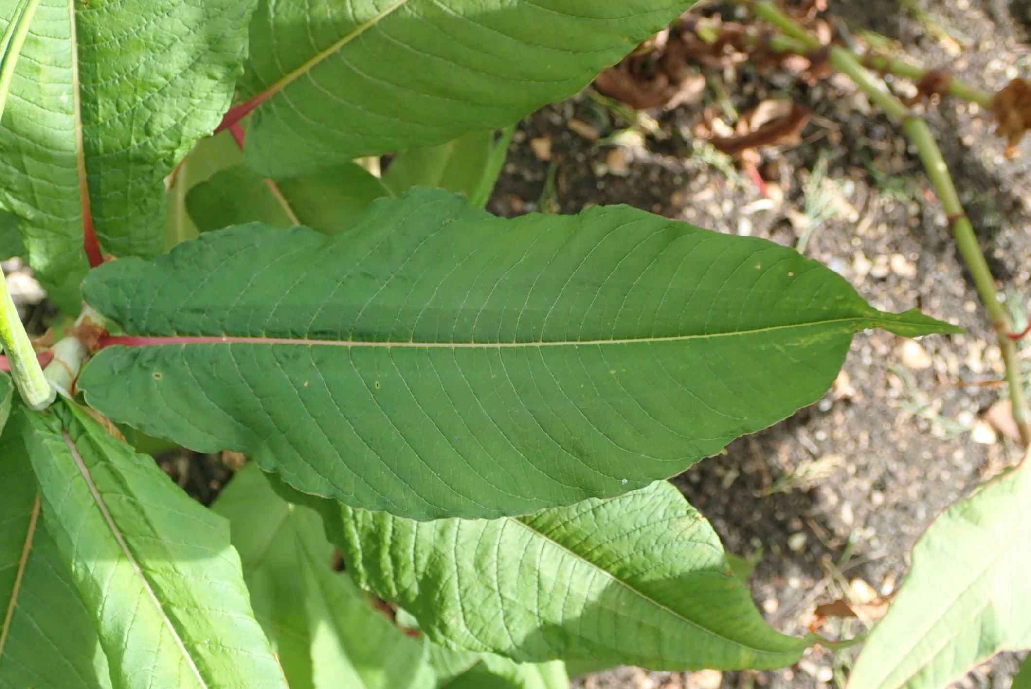 Image of Persicaria polystachya