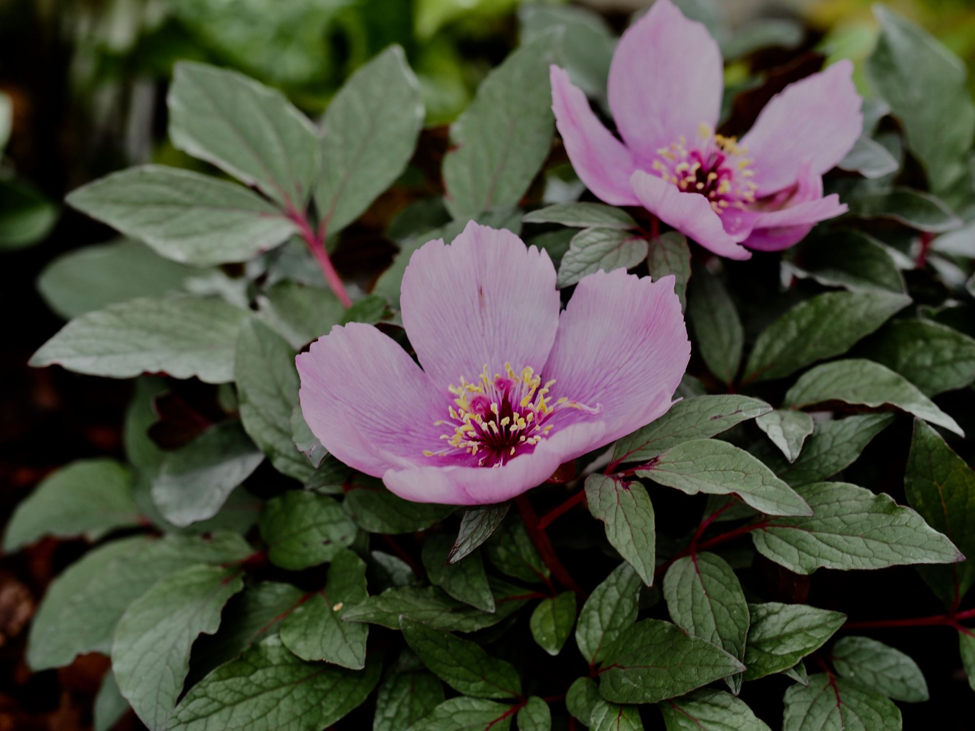 Image of Paeonia cambessedesii