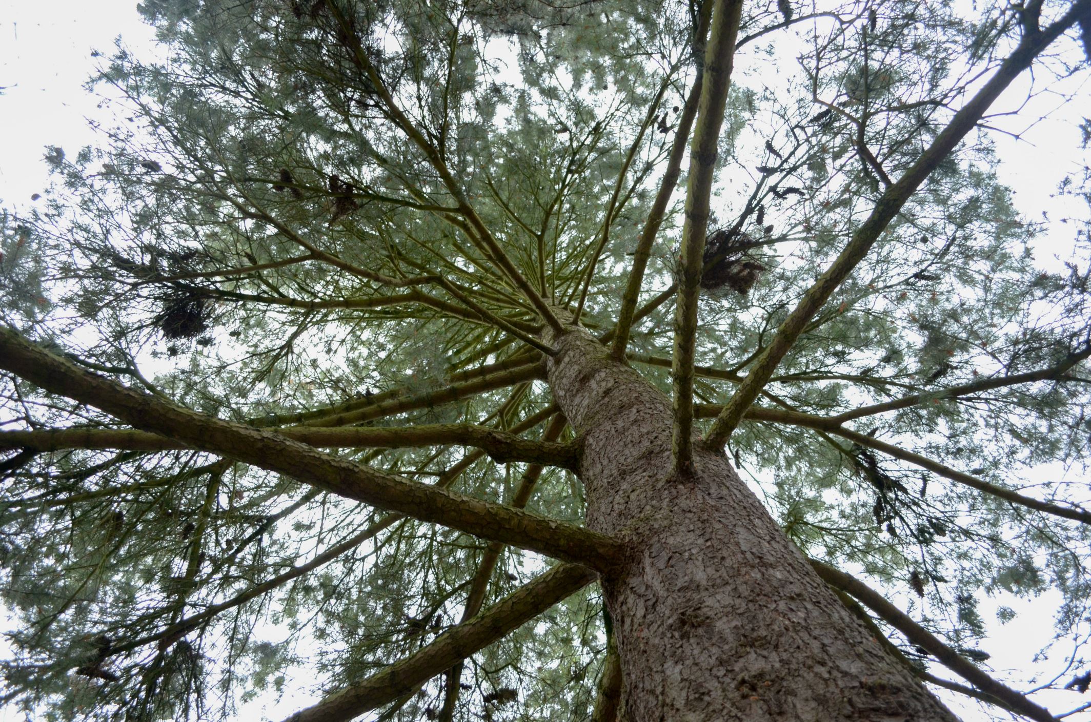 Image of Pinus Ã— holfordiana
