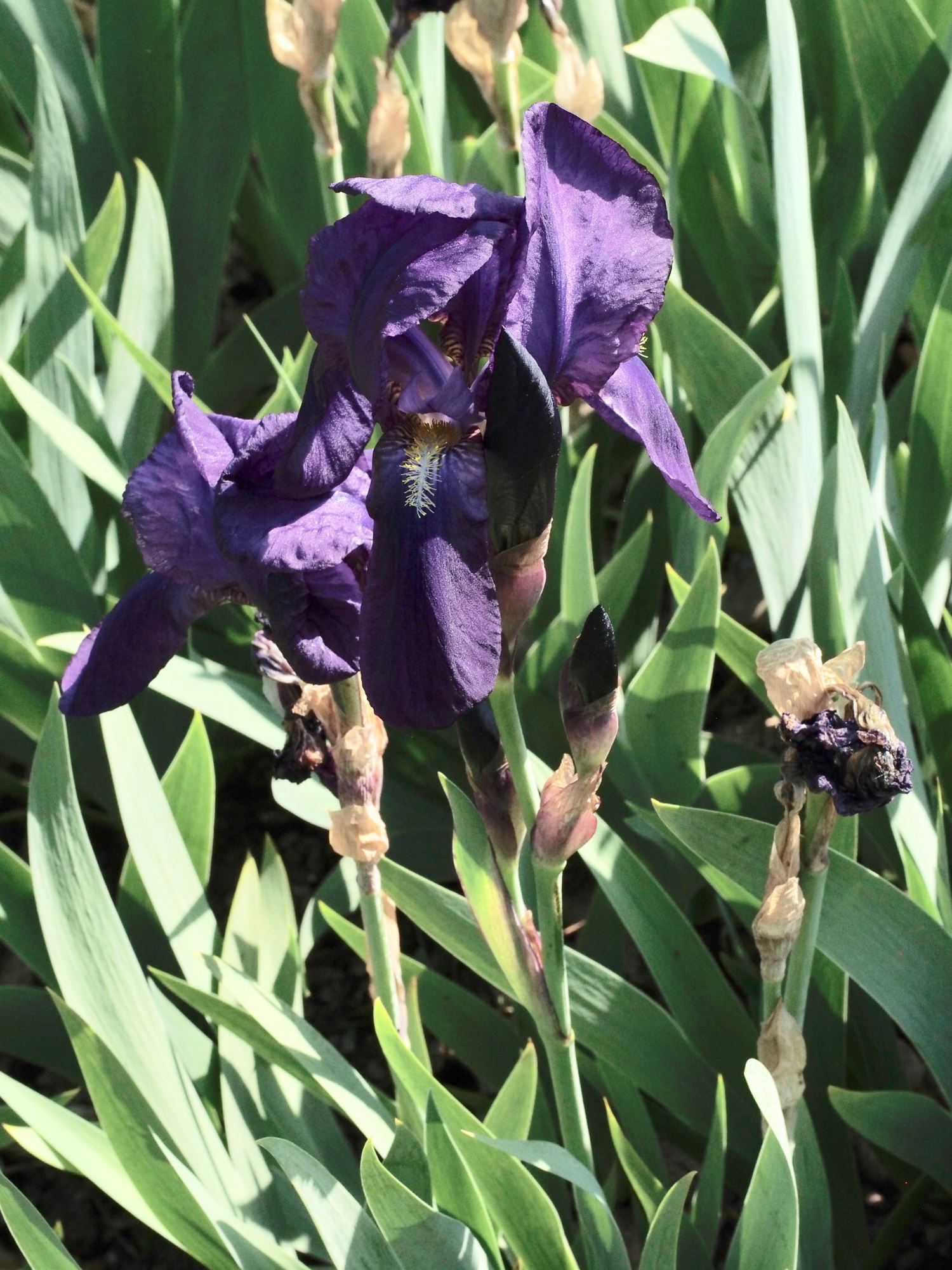 Image of Iris Ã— kochii