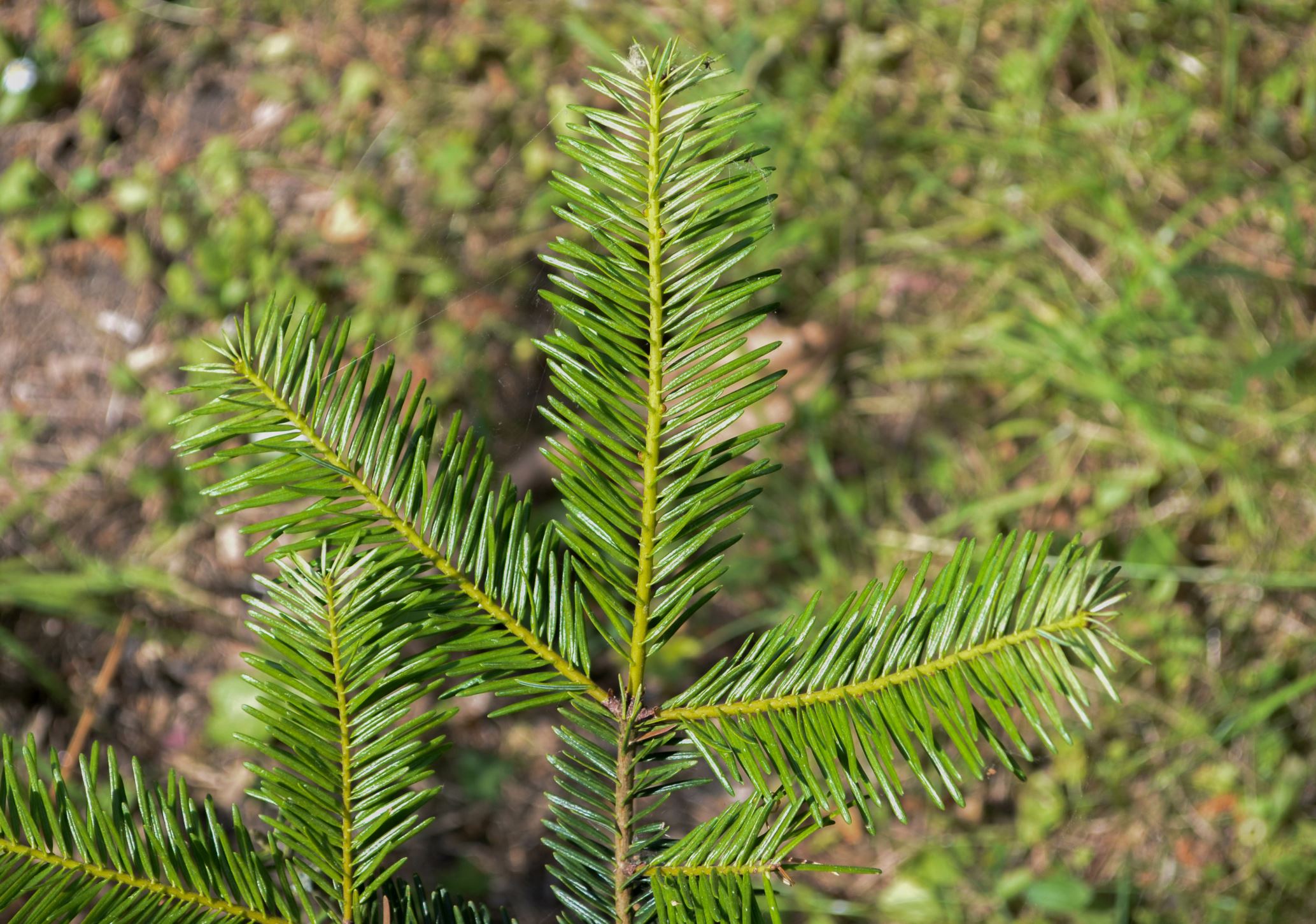 Image of Abies guatemalensis