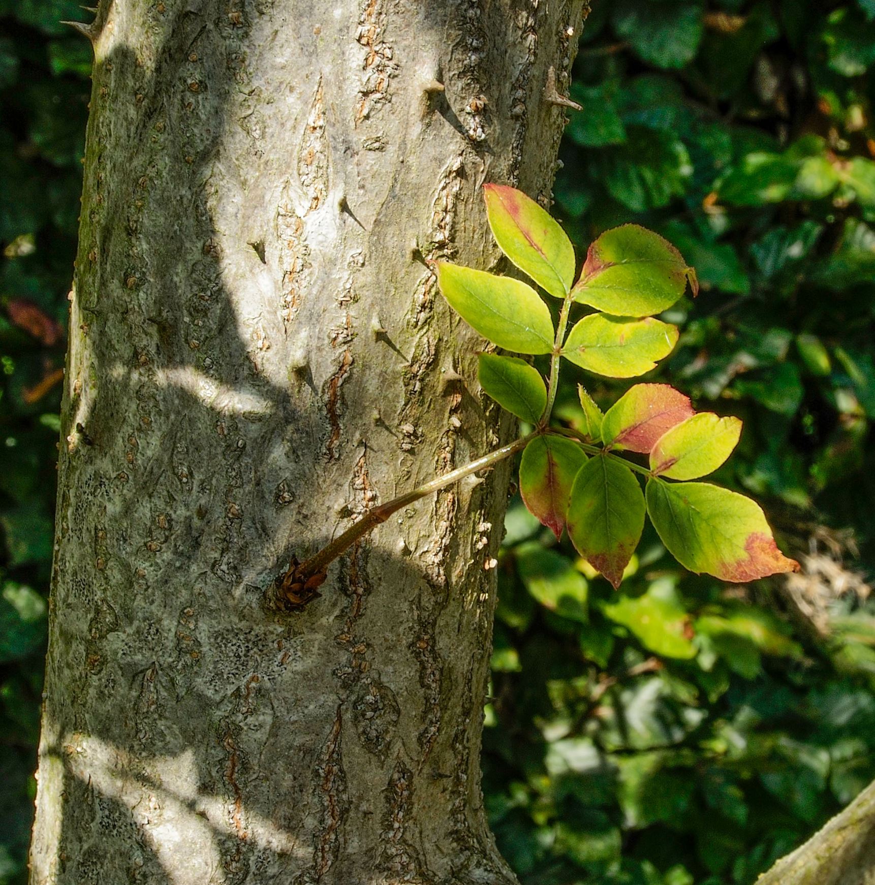 Image of Aralia elata