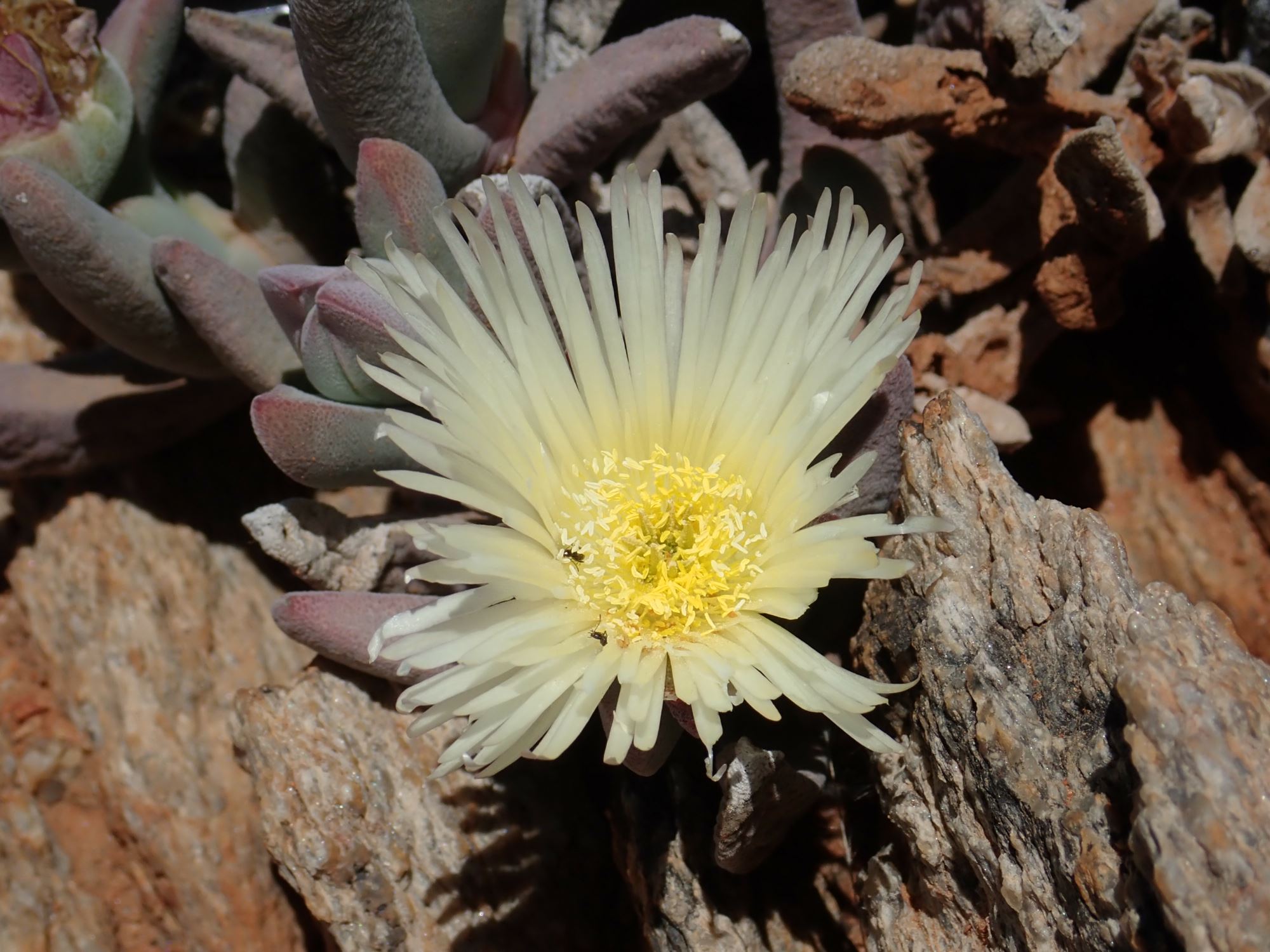 Image of Cheiridopsis pilosula