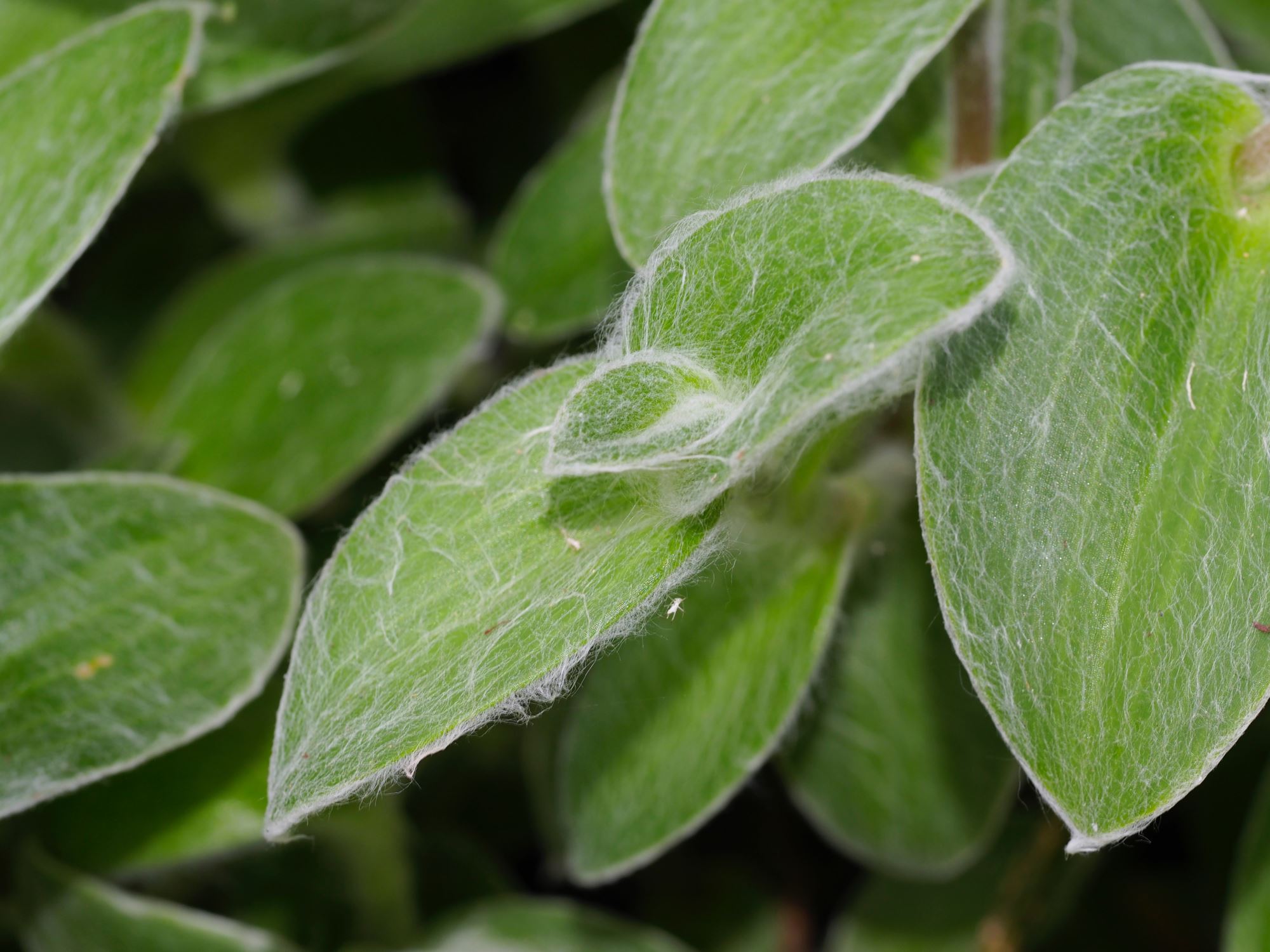 Image of Tradescantia sillamontana