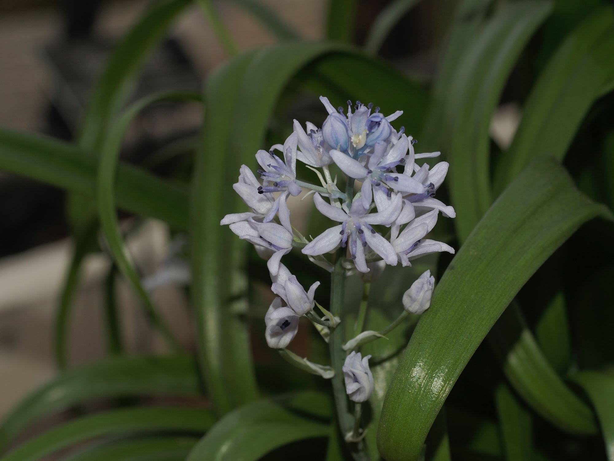 Image of Hyacinthoides flahaultiana