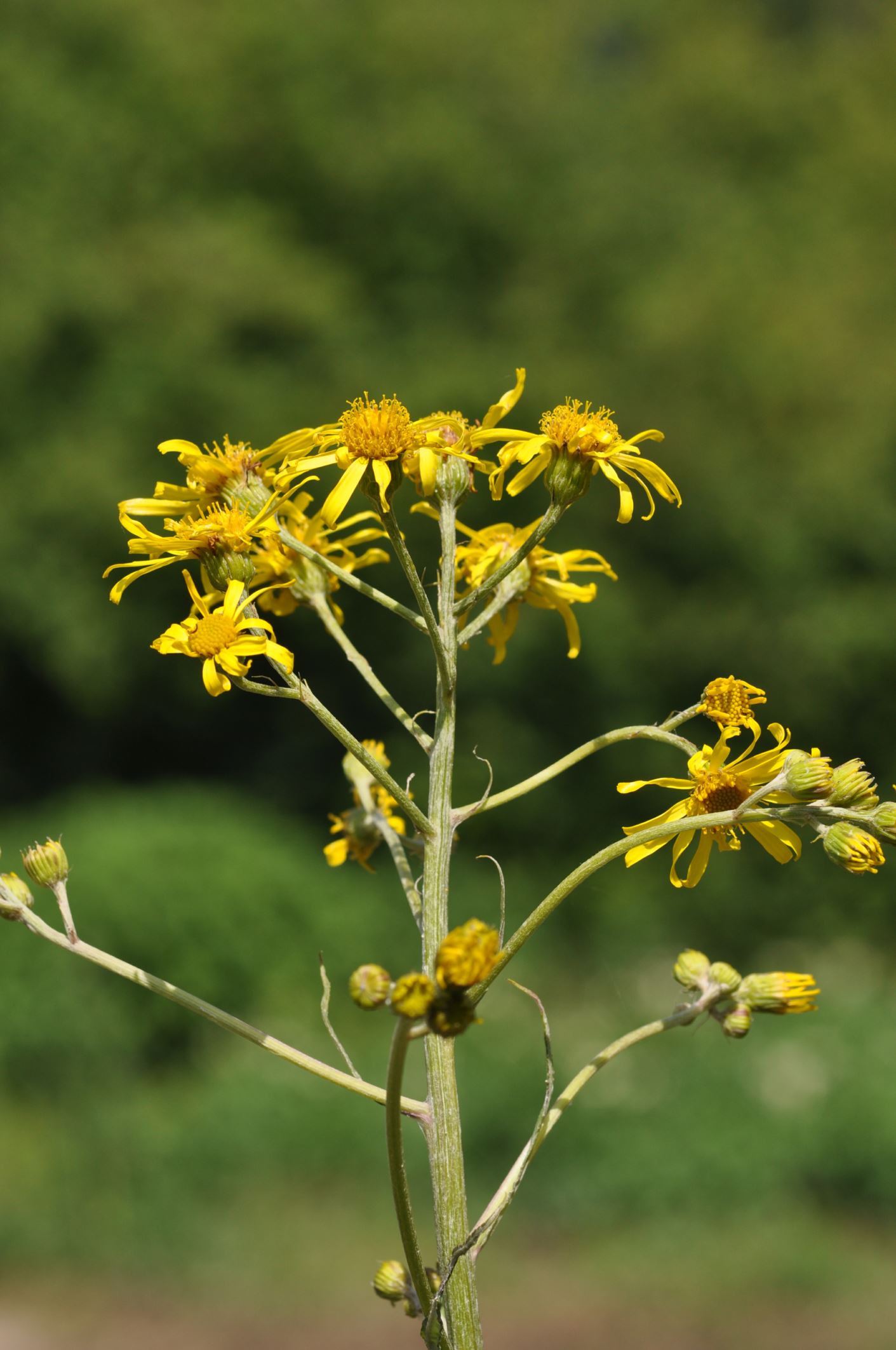 Image of Senecio paludosus