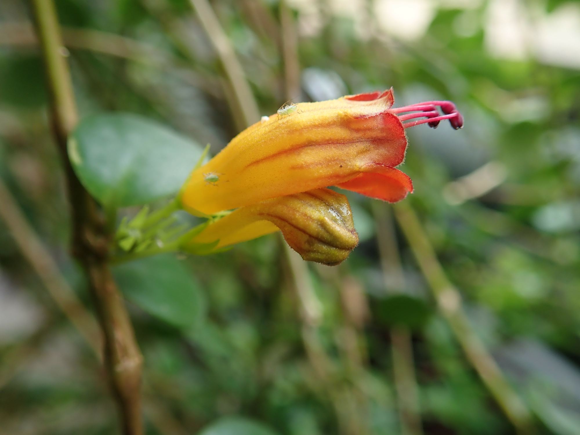 Image of Aeschynanthus dischidioides