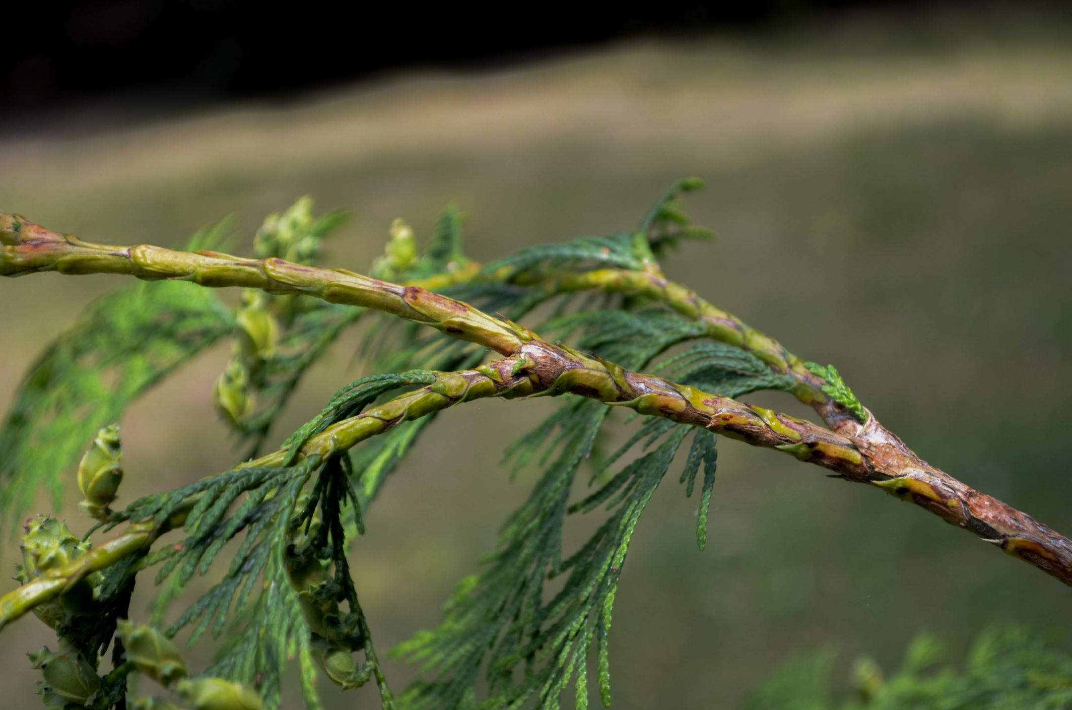 Image of Thuja plicata