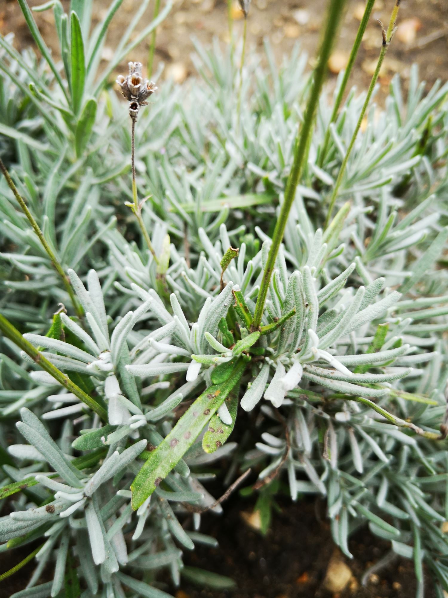 Image of Lavandula angustifolia subsp. angustifolia 'Ashdown Forest'