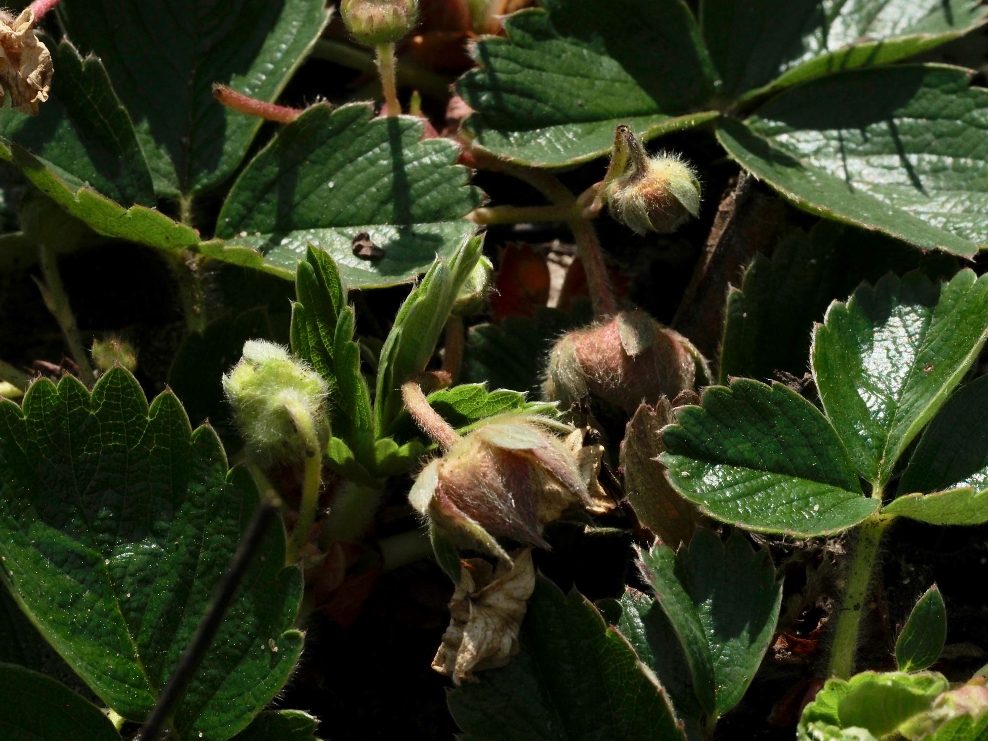 Image of Fragaria Ã— ananassa
