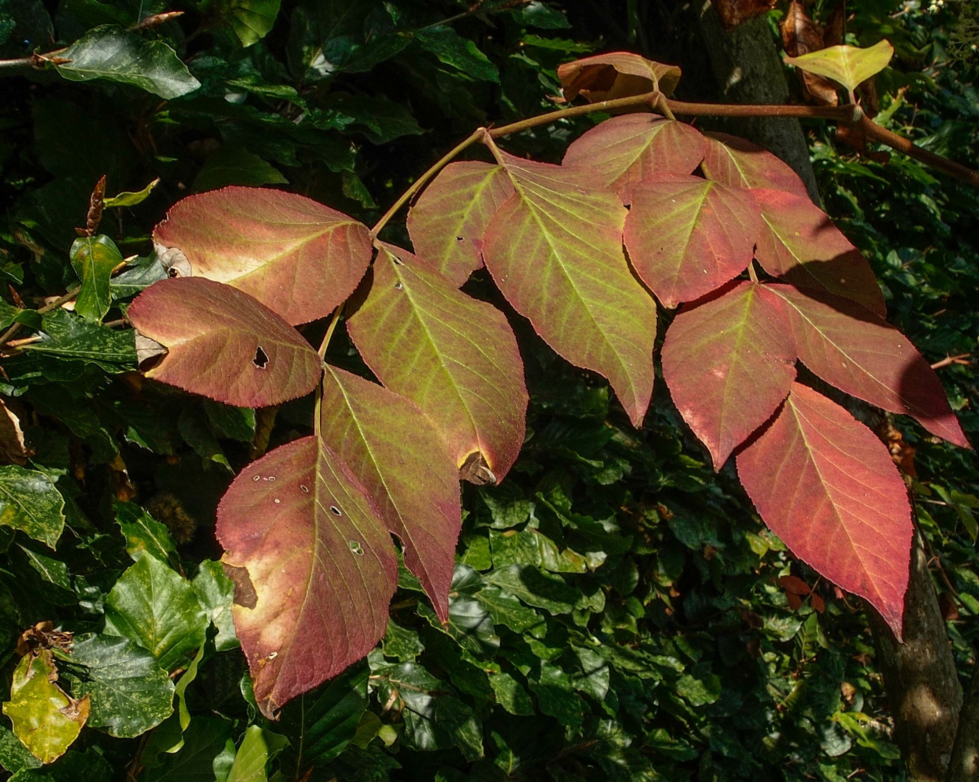 Image of Aralia elata