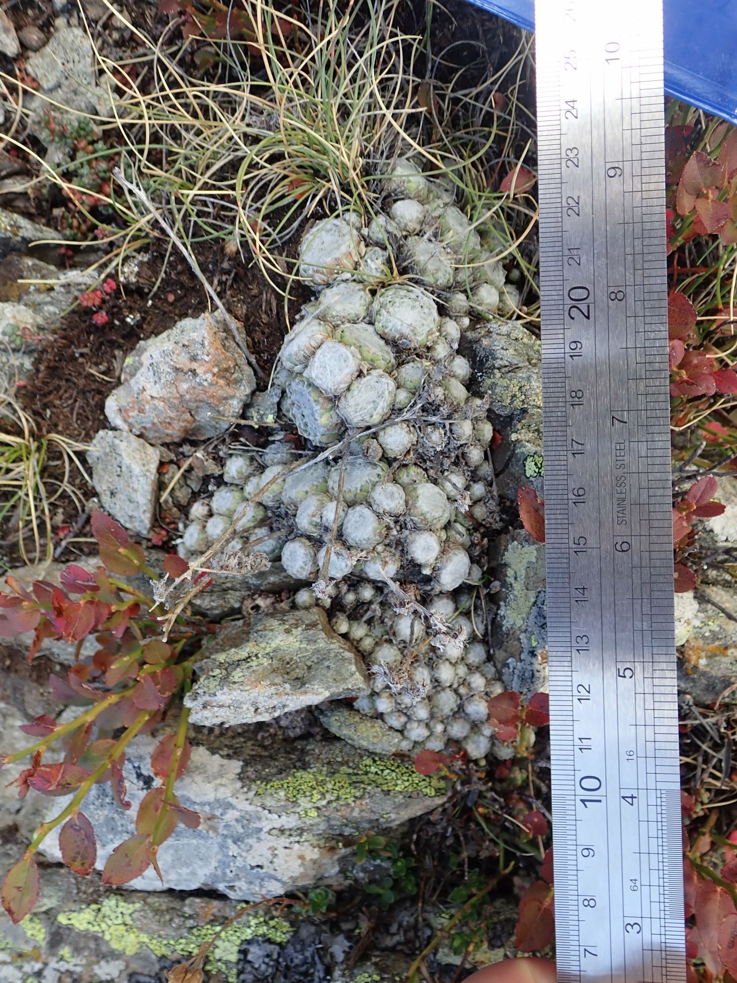Image of Sempervivum arachnoideum