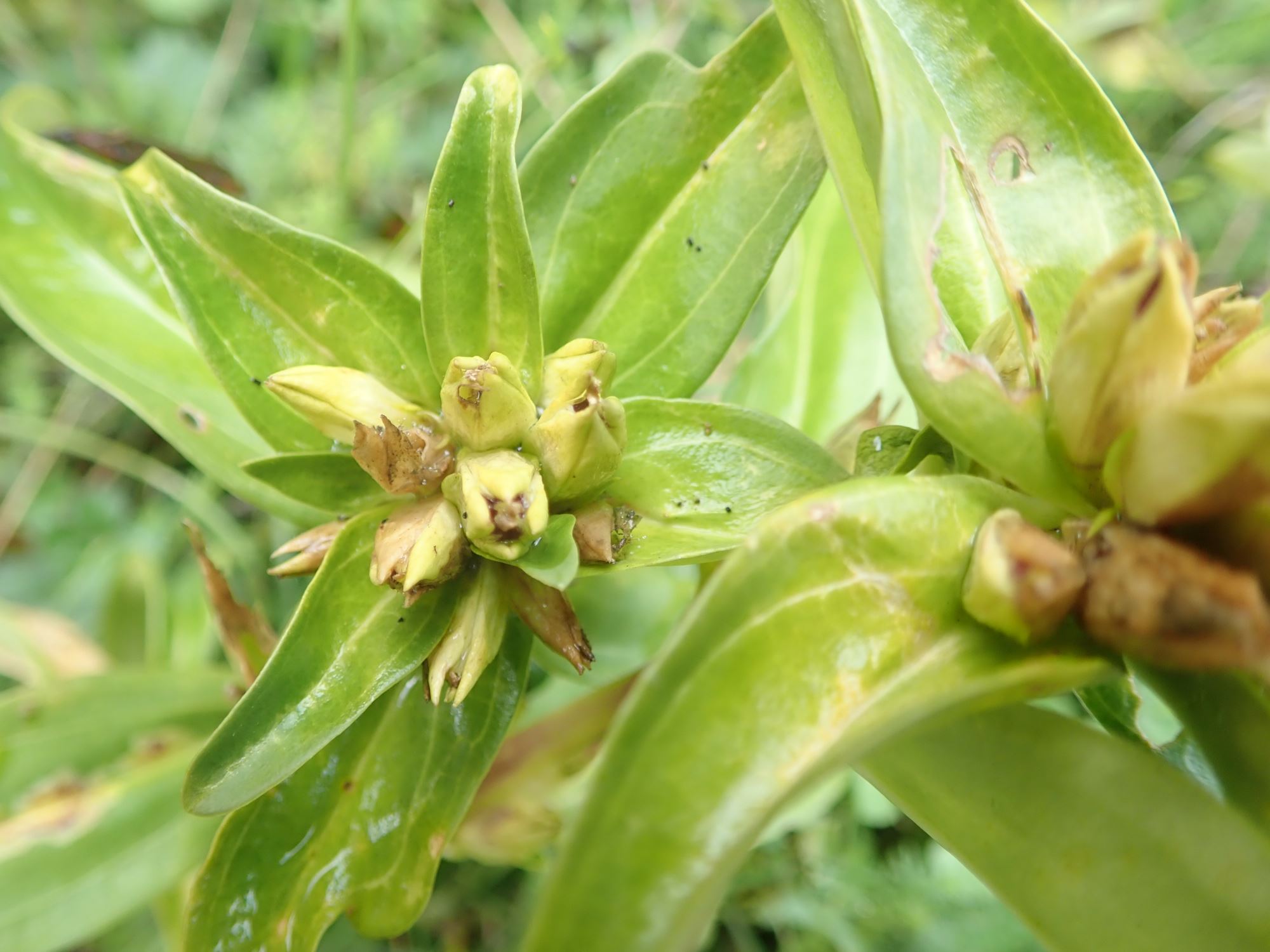 Image of Gentiana burseri
