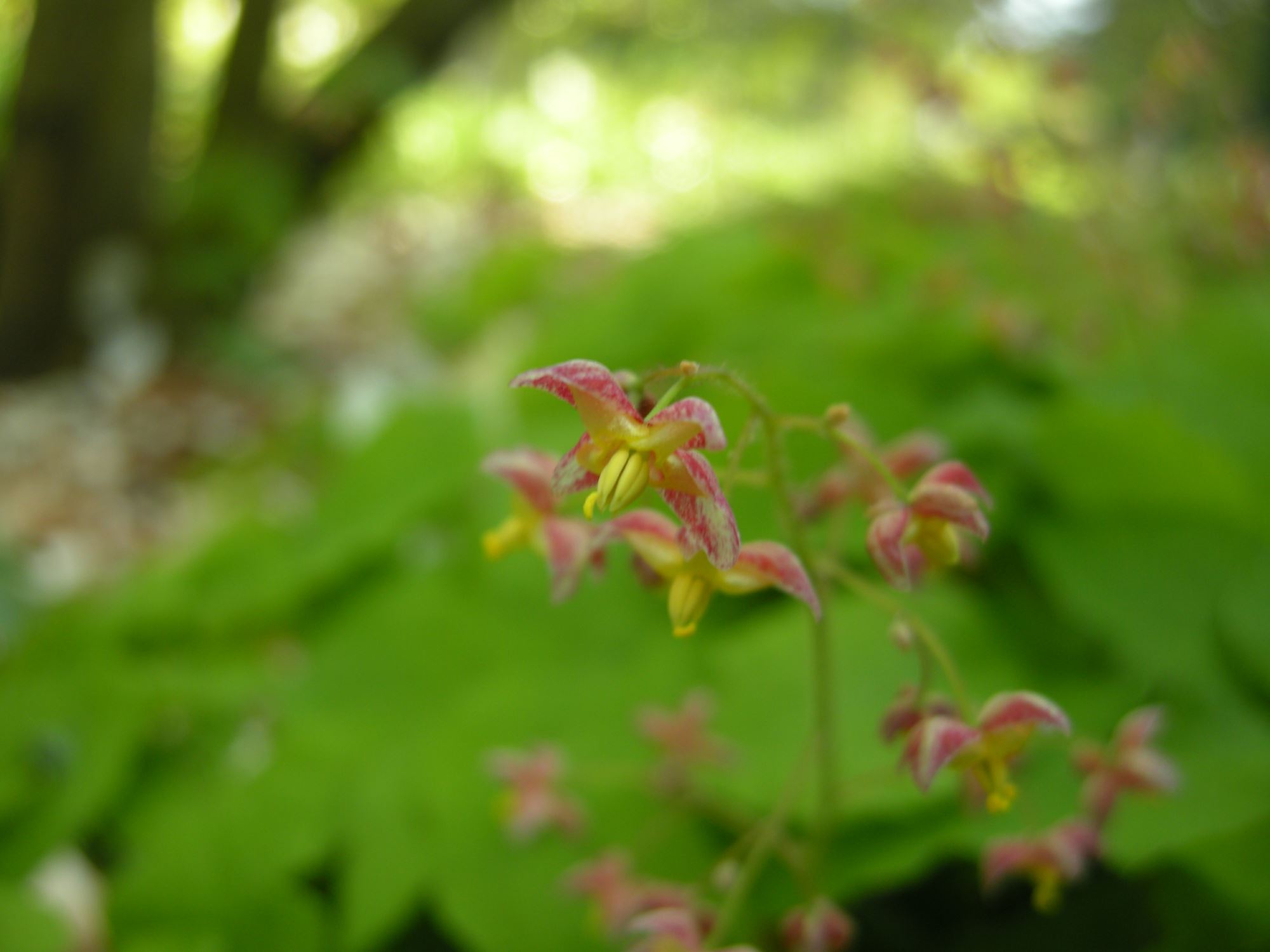 Image of Epimedium Ã— cantabrigiense