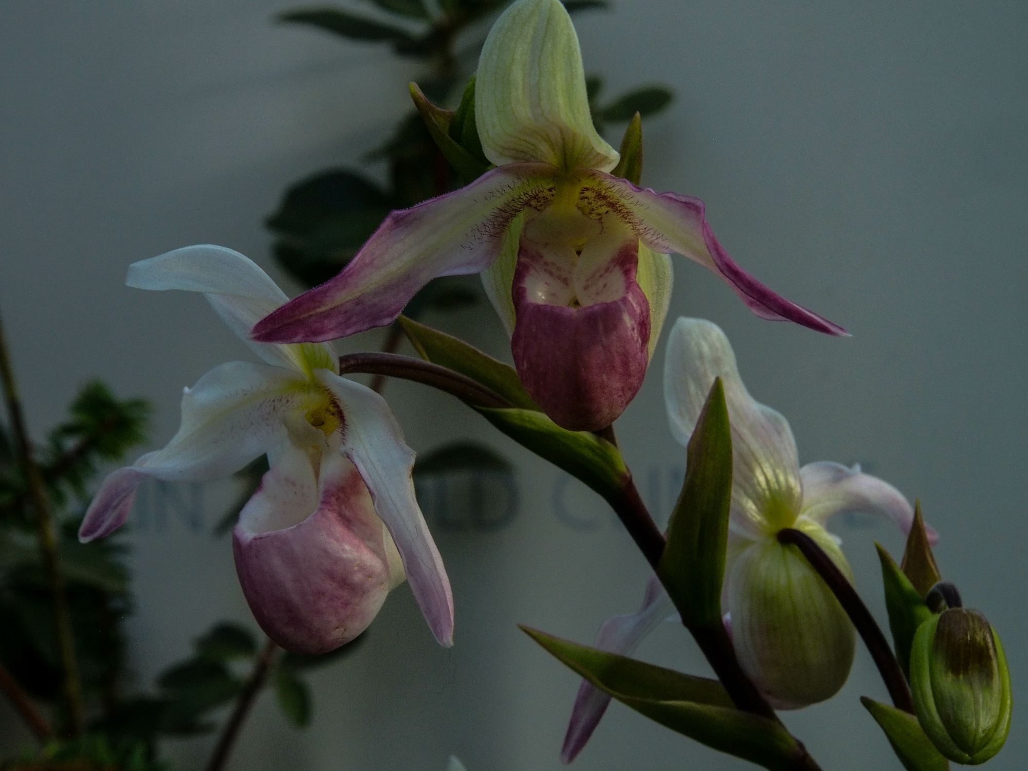 Image of Phragmipedium Ã— sedenii 'Lyoth Sprate'