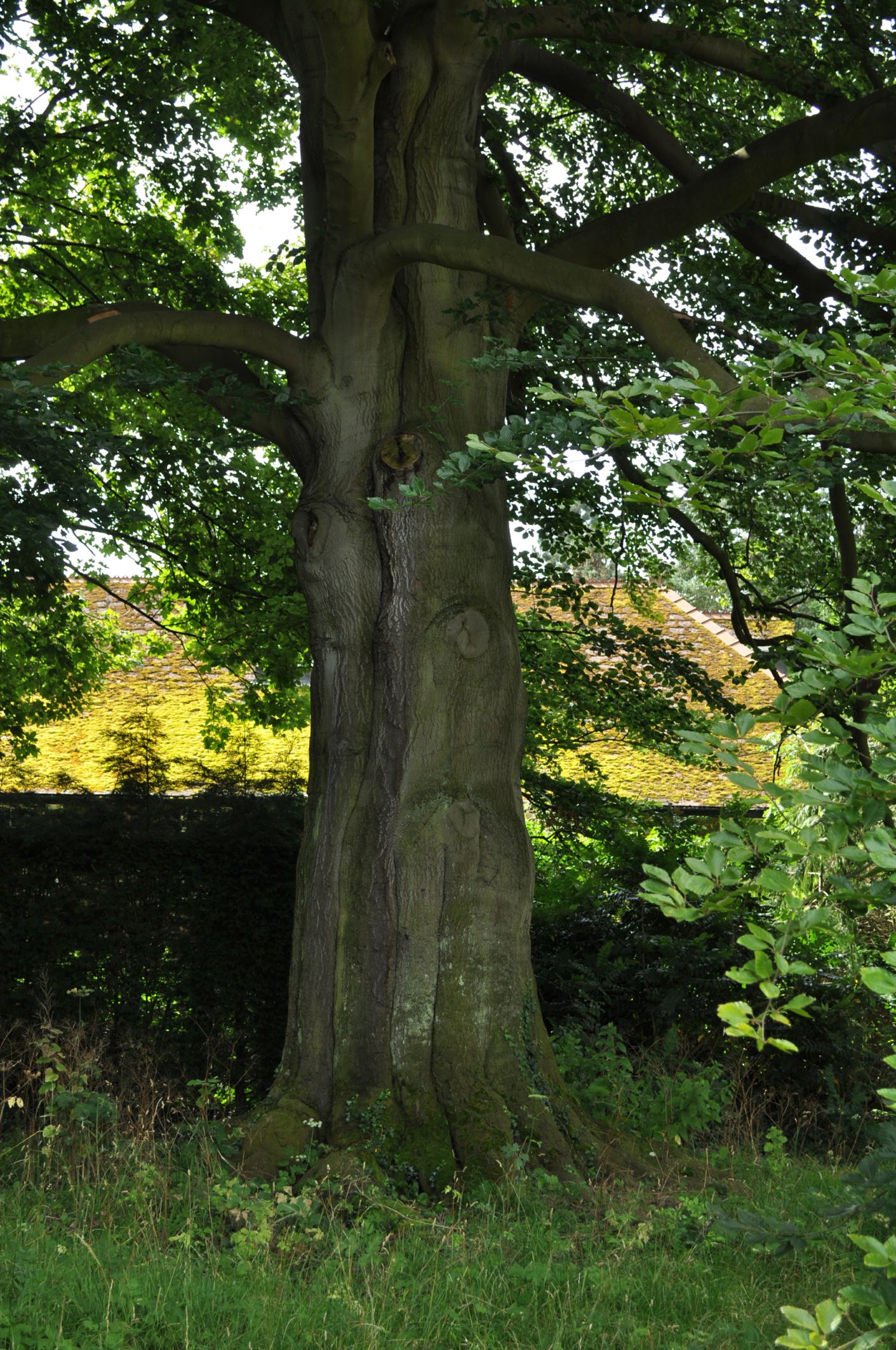 Image of Fagus sylvatica