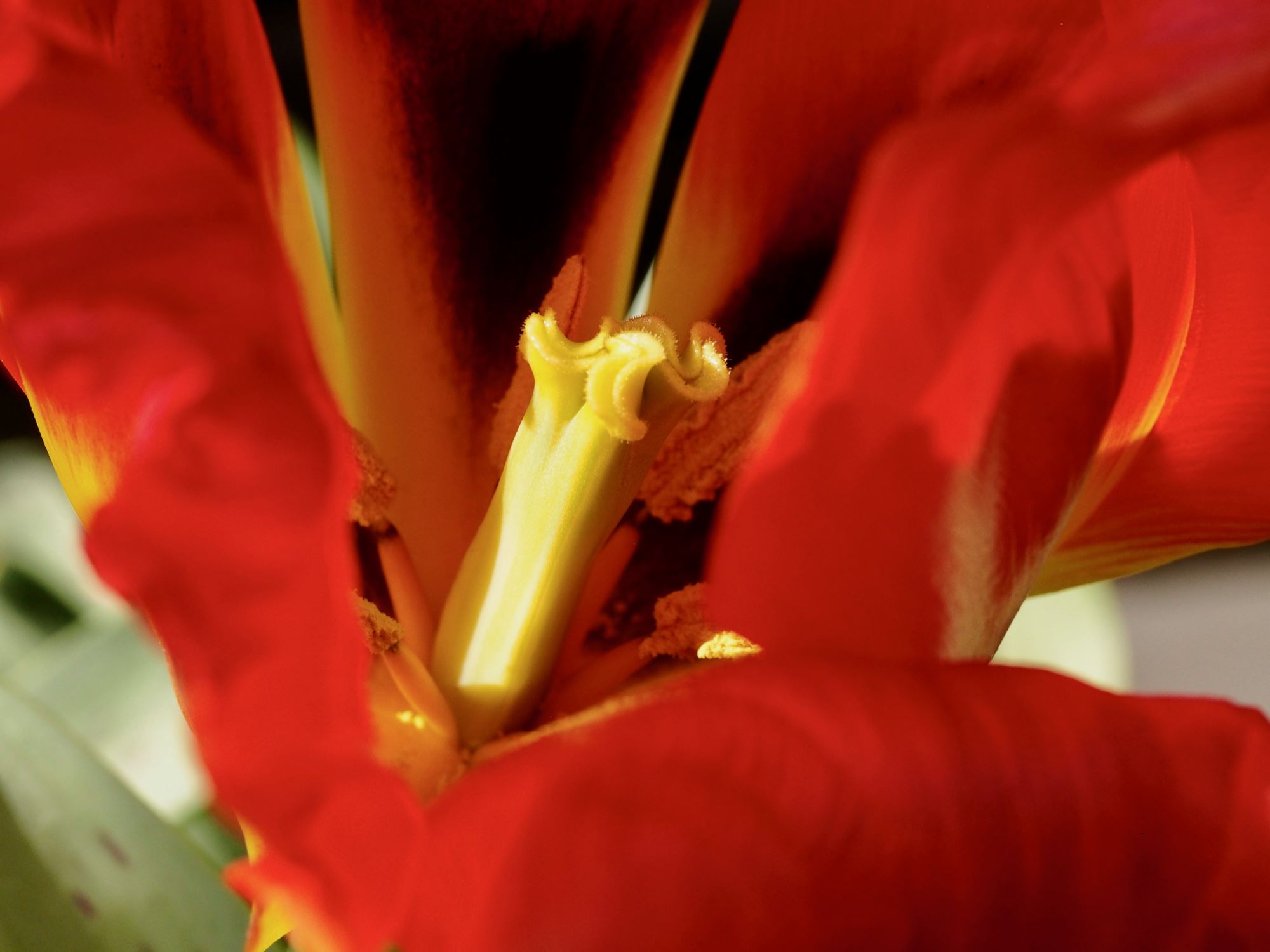Image of Tulipa greigii