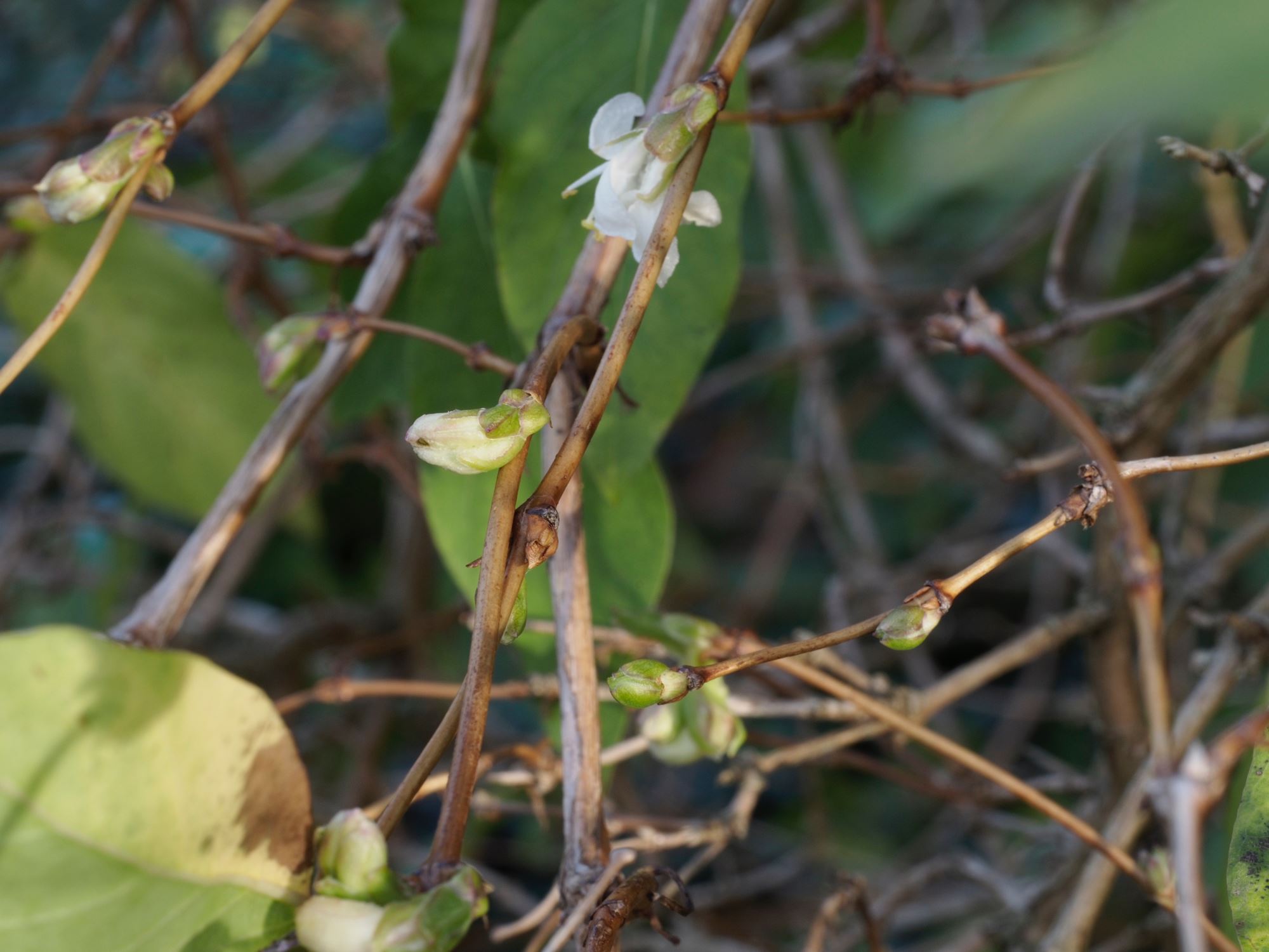 Image of Lonicera Ã— purpusii