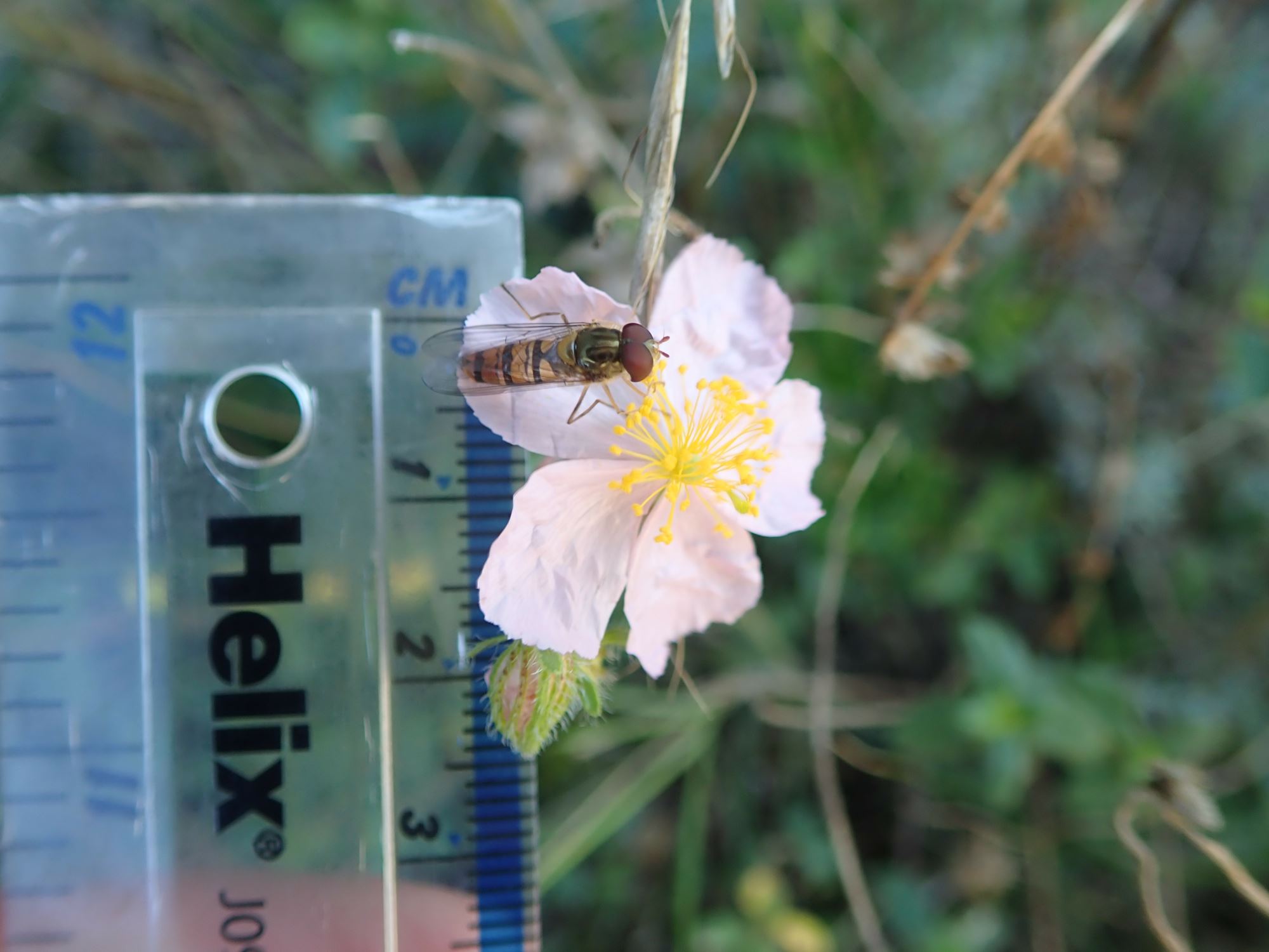 Image of Helianthemum nummularium var. pyrenaicum