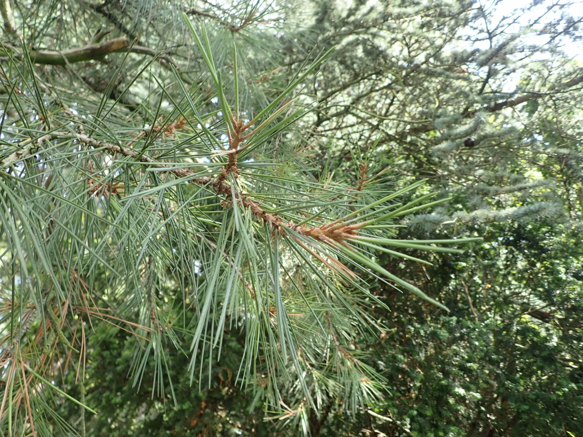 Image of Pinus gerardiana