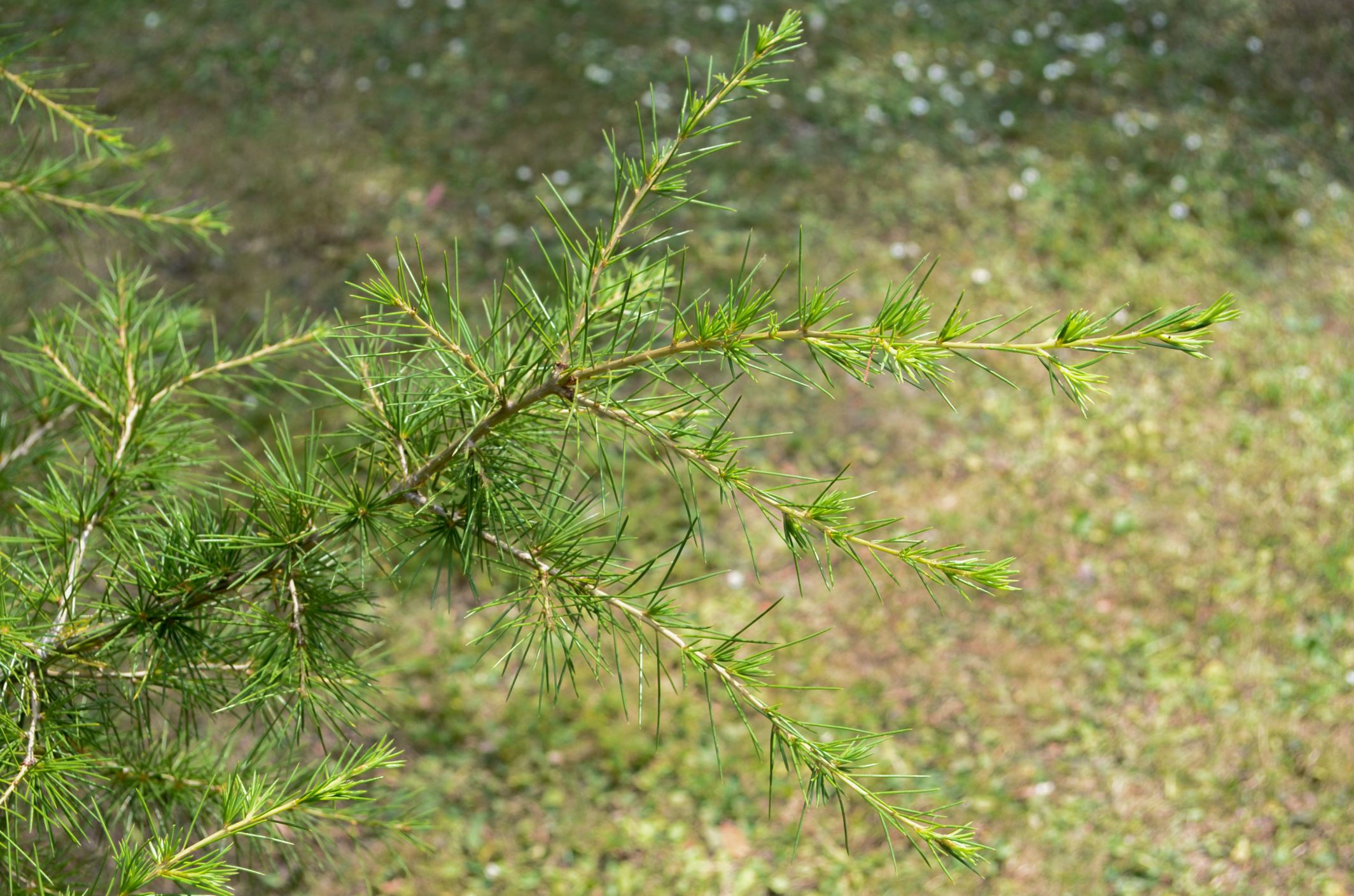 Image of Cedrus libani var. libani