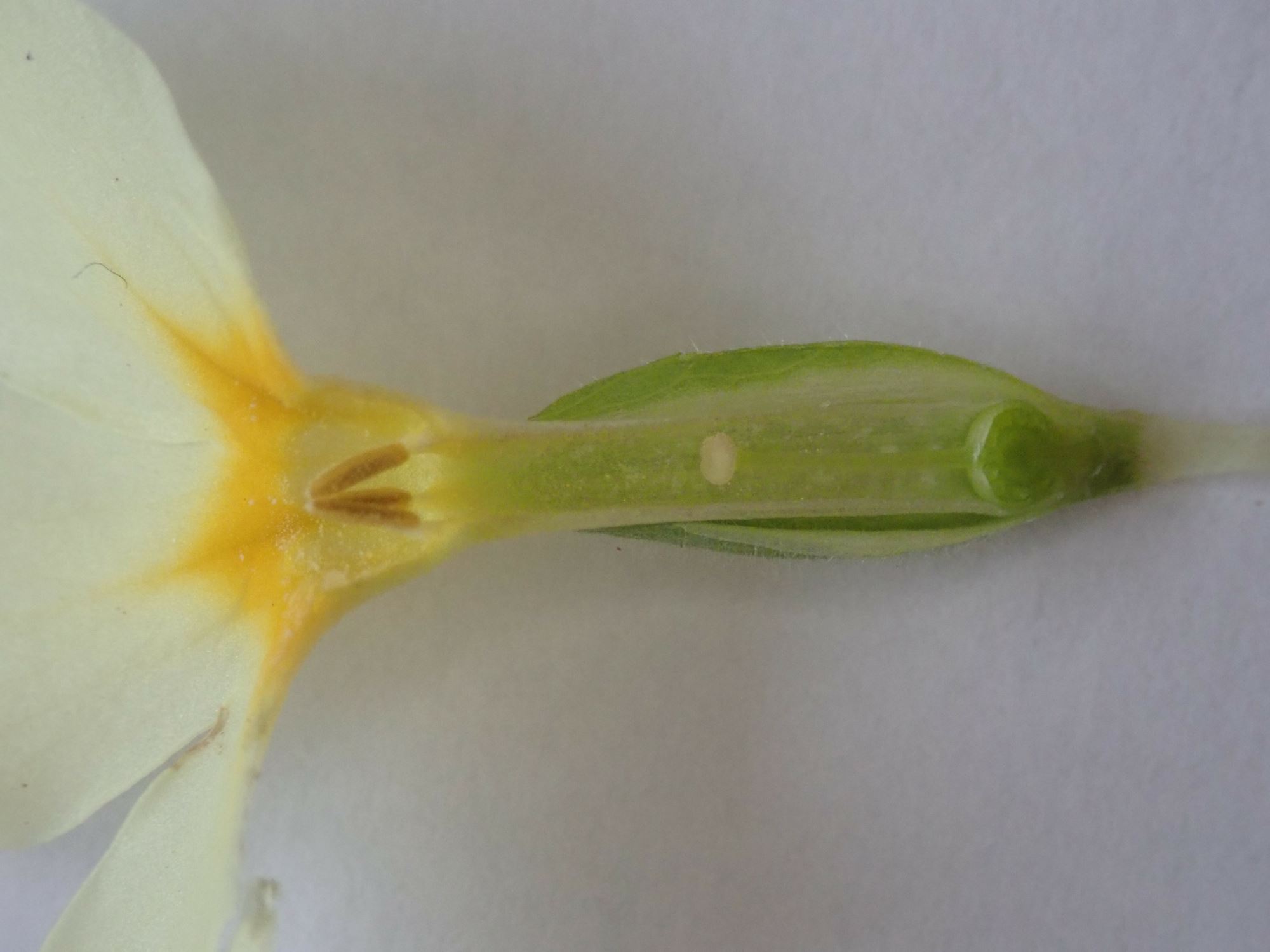 Image of Primula veris