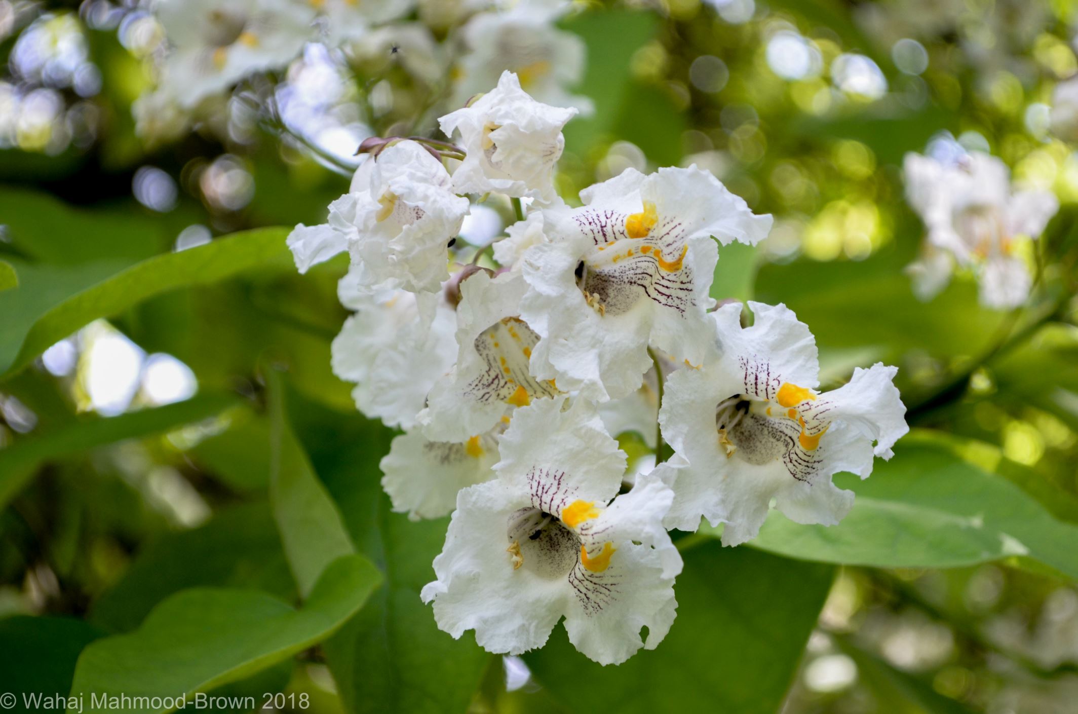 Image of Catalpa speciosa