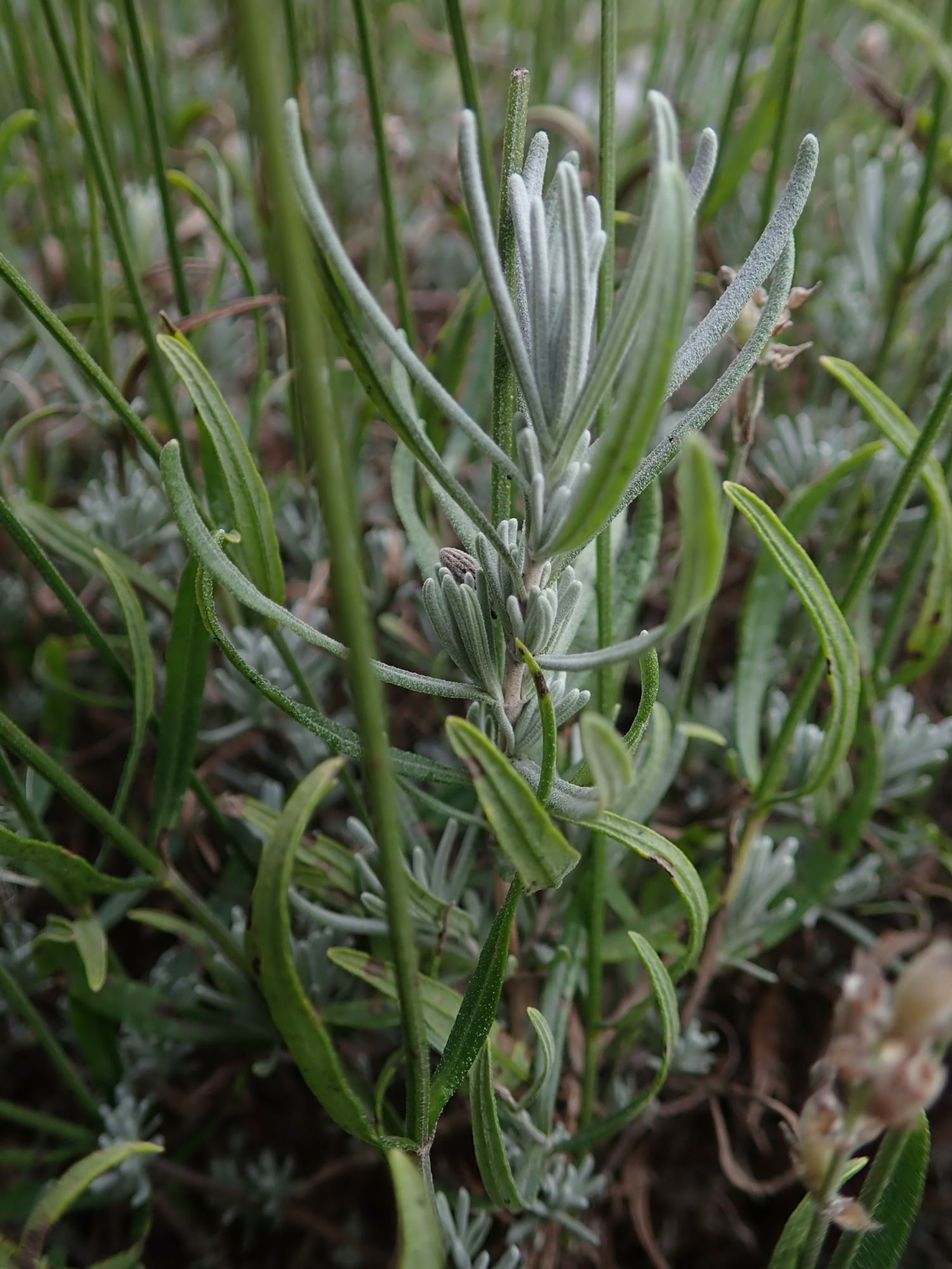 Image of Lavandula angustifolia subsp. angustifolia 'Little Lottie'