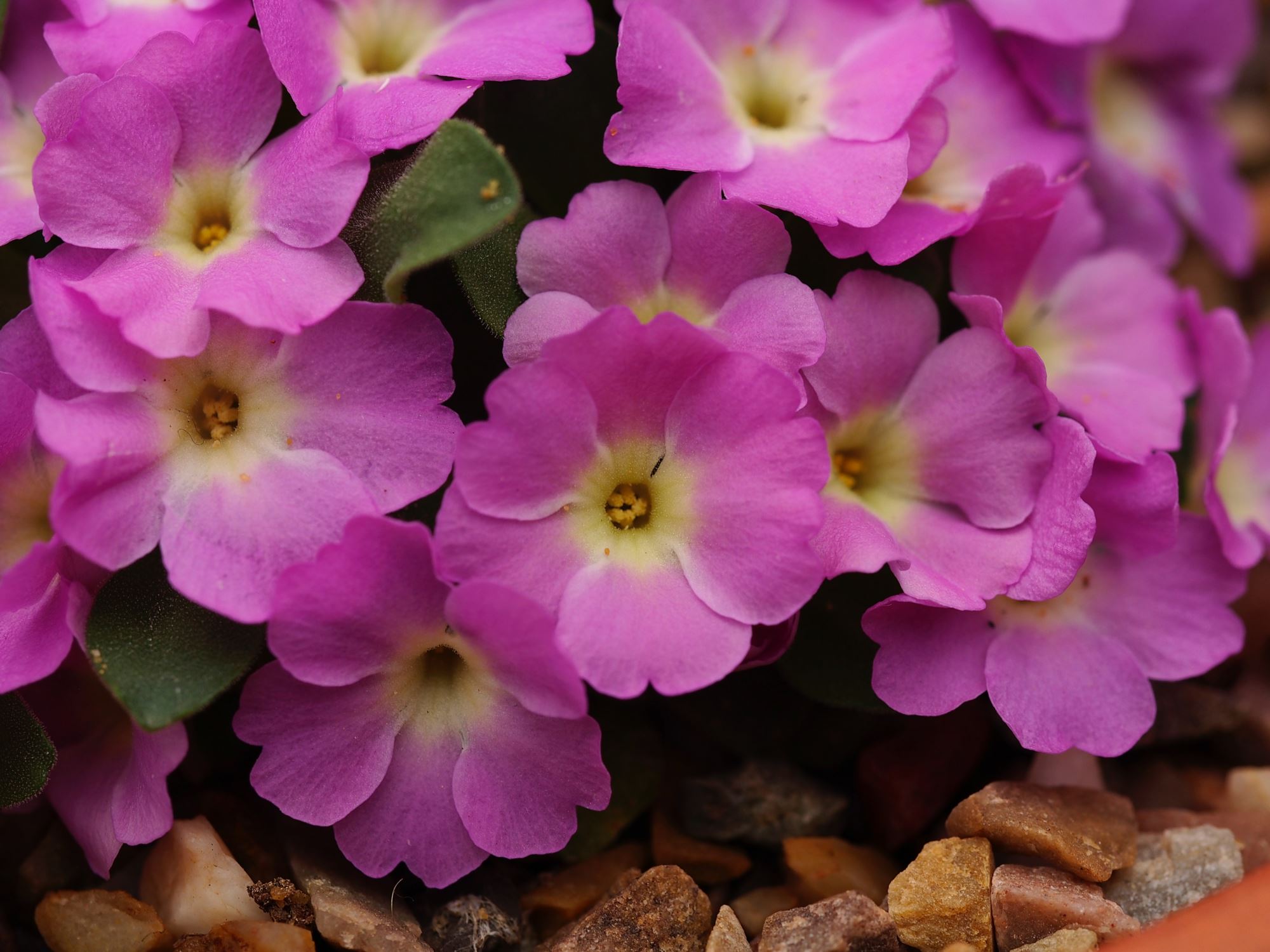 Image of Primula allionii 'Henry Burrow'