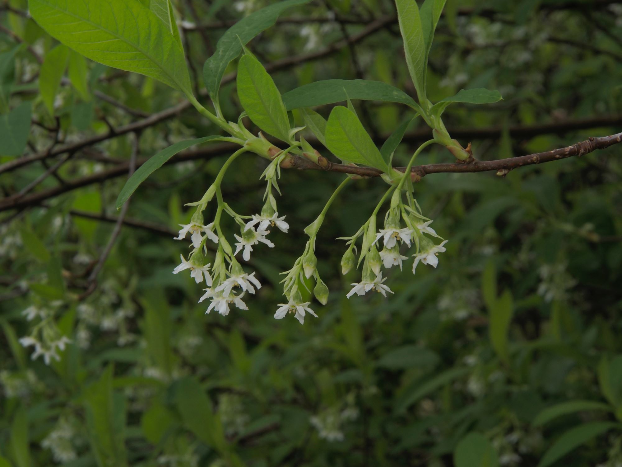 Image of Oemleria cerasiformis