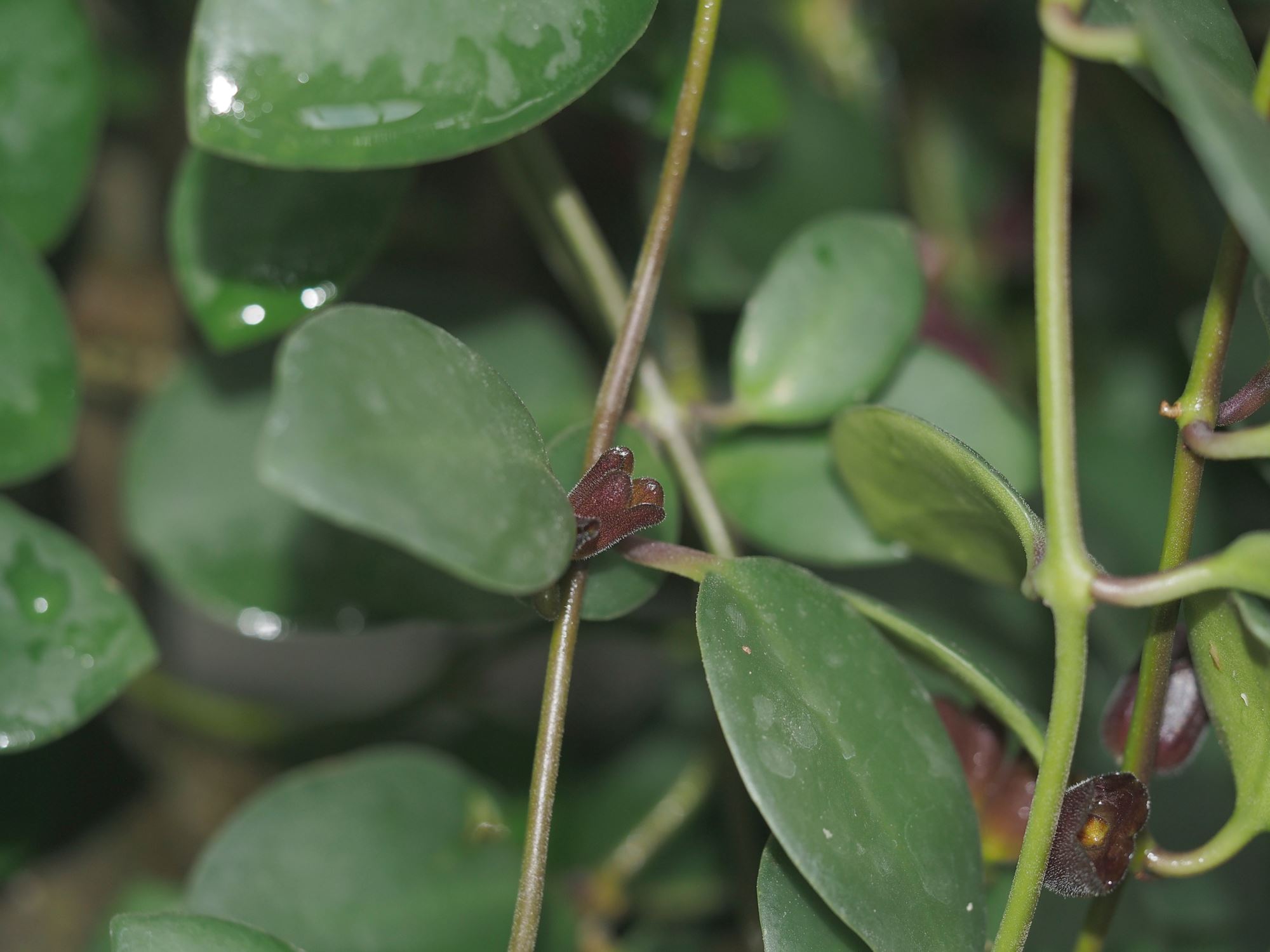 Image of Aeschynanthus praelongus