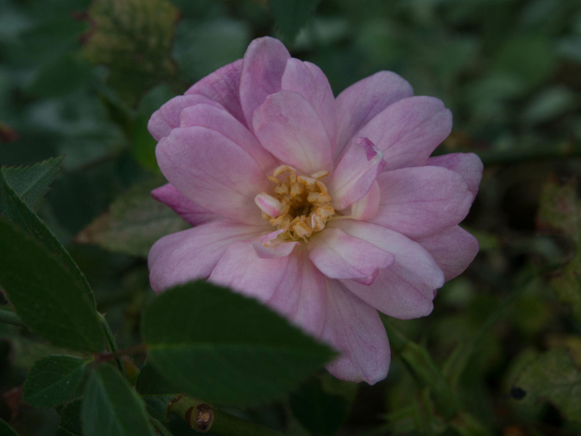 Image of Rosa 'Roulettii'