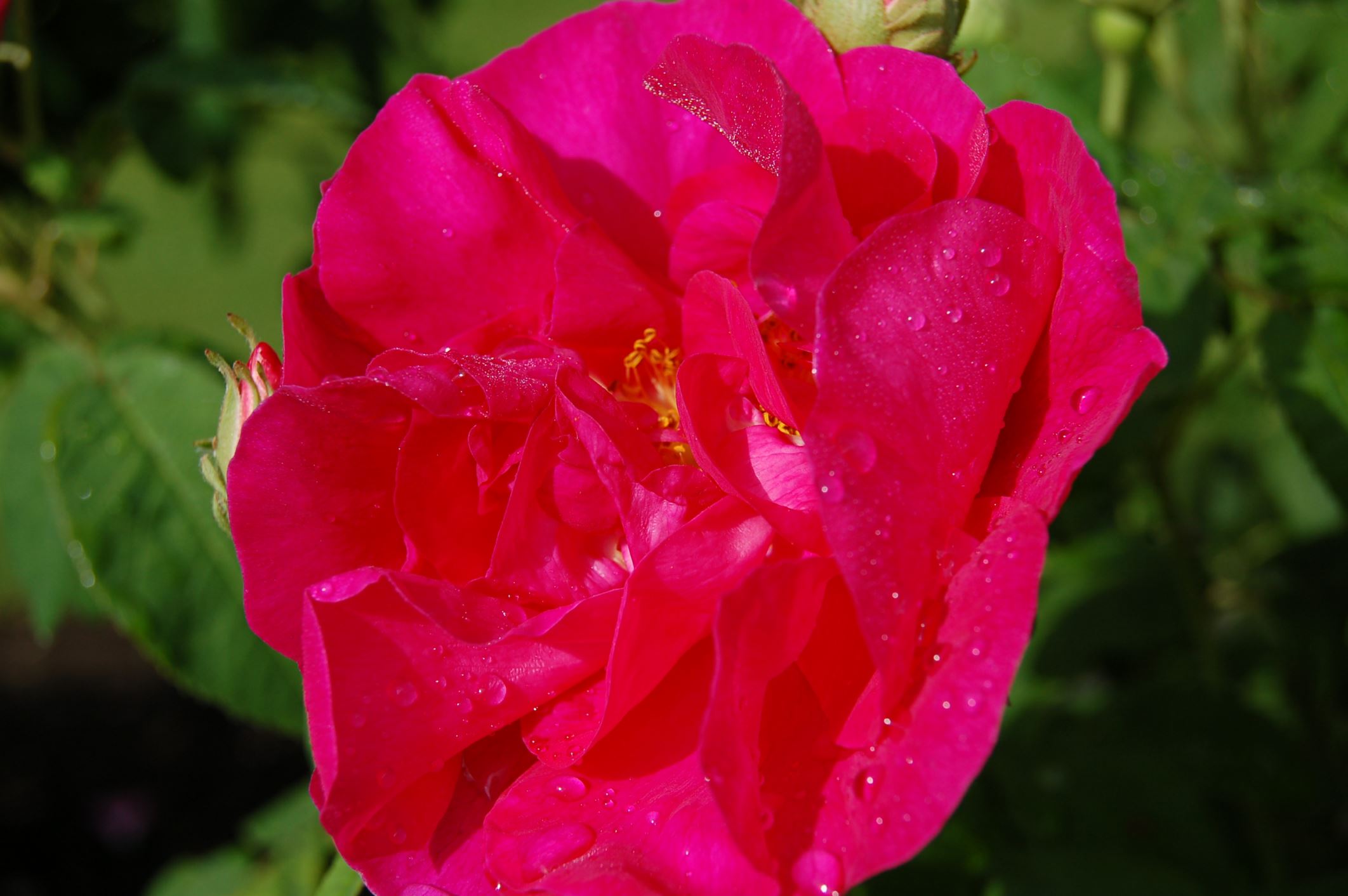 Image of Rosa gallica 'Officinalis'