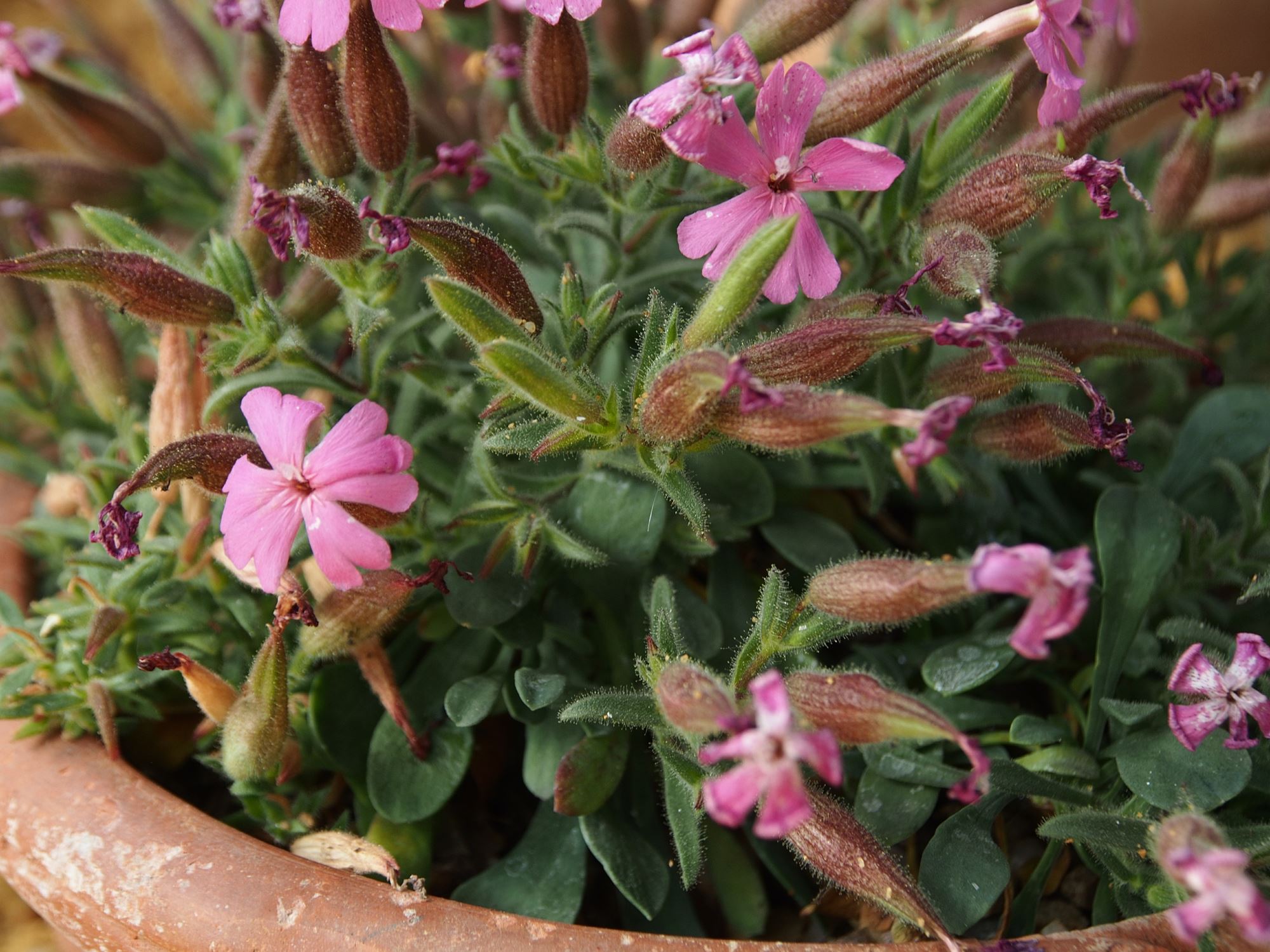 Image of Saponaria cypria